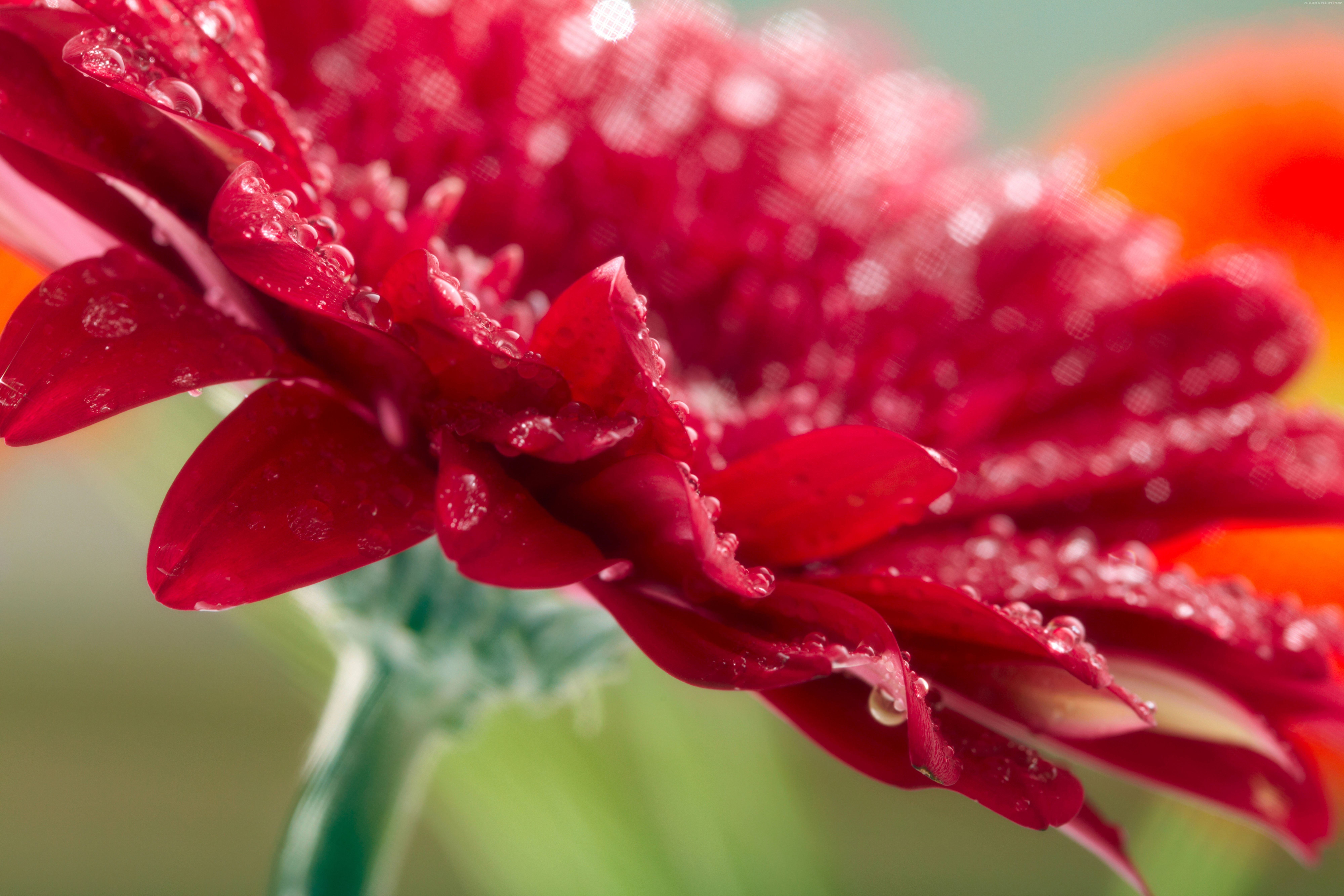 dew drops Gerbera red 2k 4k 5k 8k