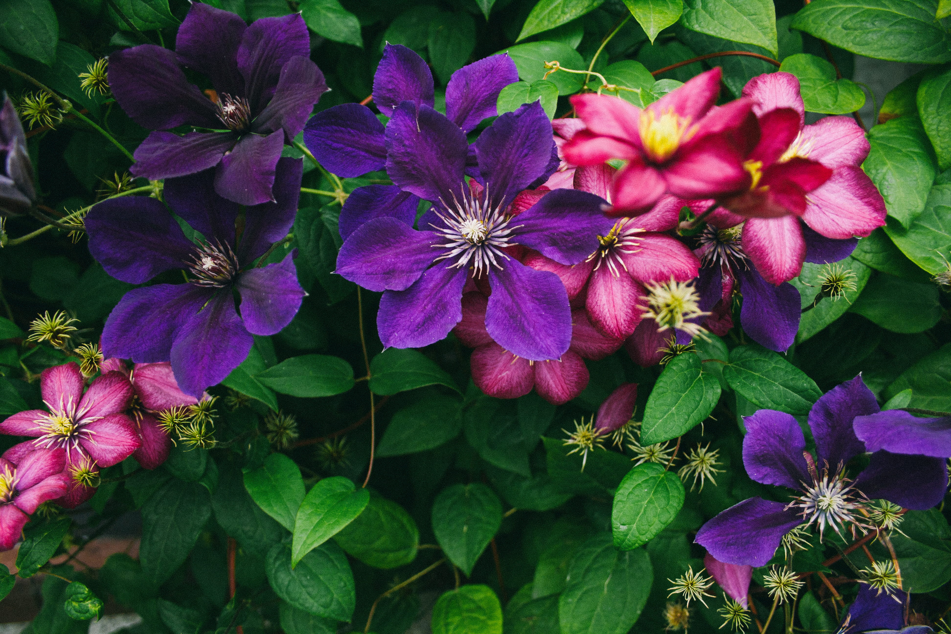 Fence with Flowers rose roses orange vintage garden 2k 4k