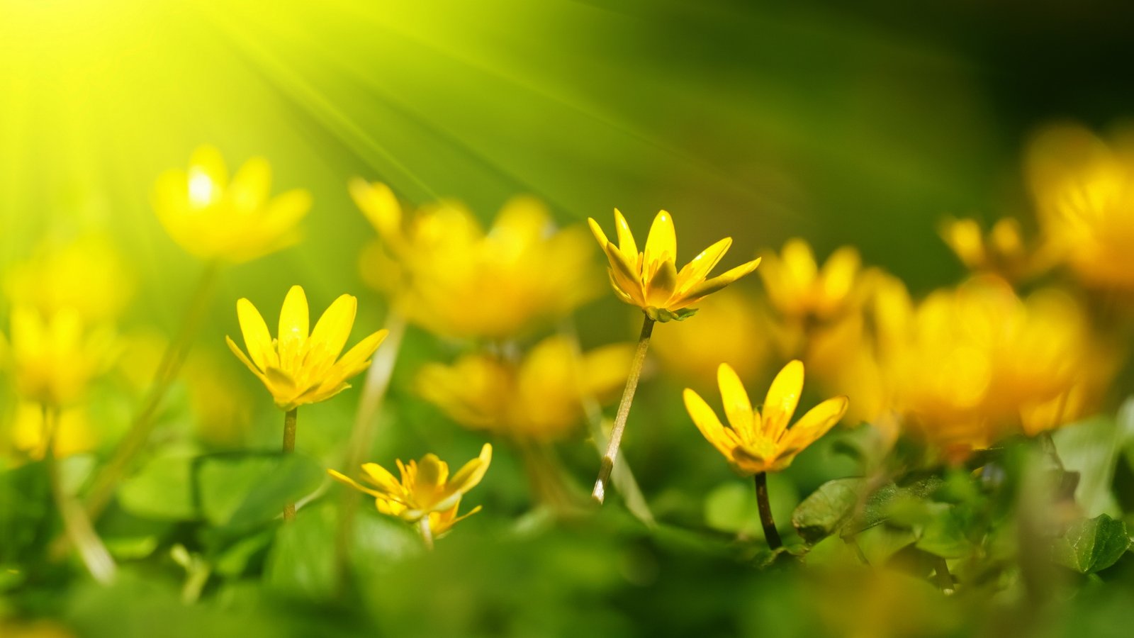 Flowers wallpaper sunray yellow green grass 2k 4k 5k 8k