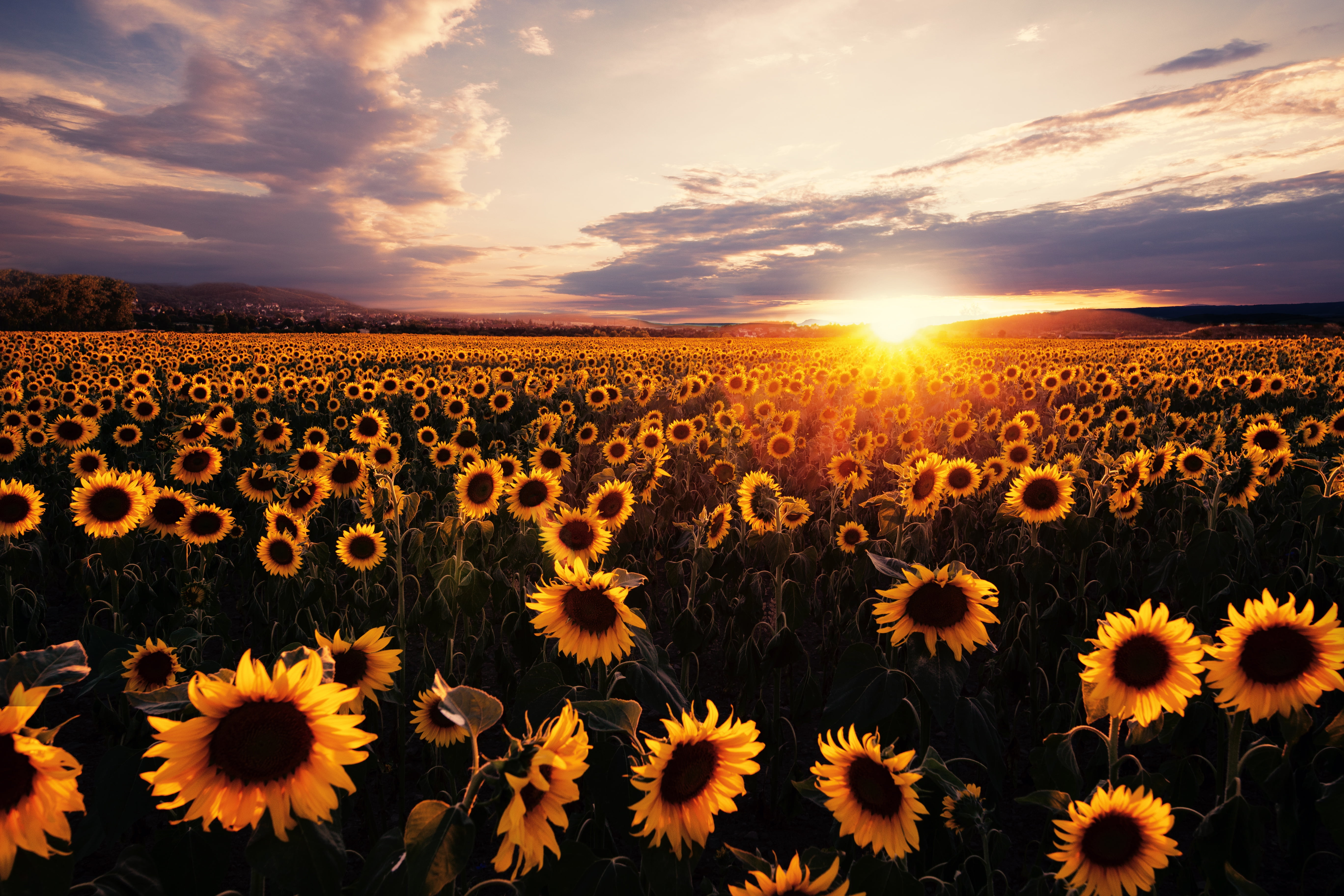 Flowers Sunflower Field Nature Summer Sunset Yellow Flower 2k 4k 5k