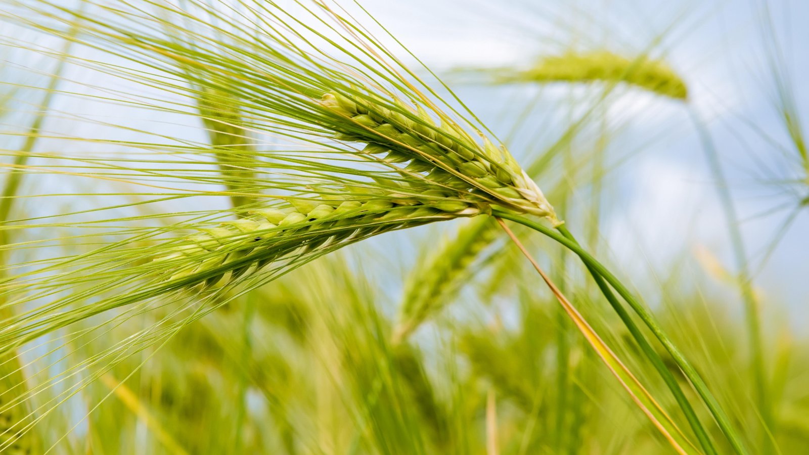 food grain barley hordeum cereal field close up crop 2k 4k 5k 8k
