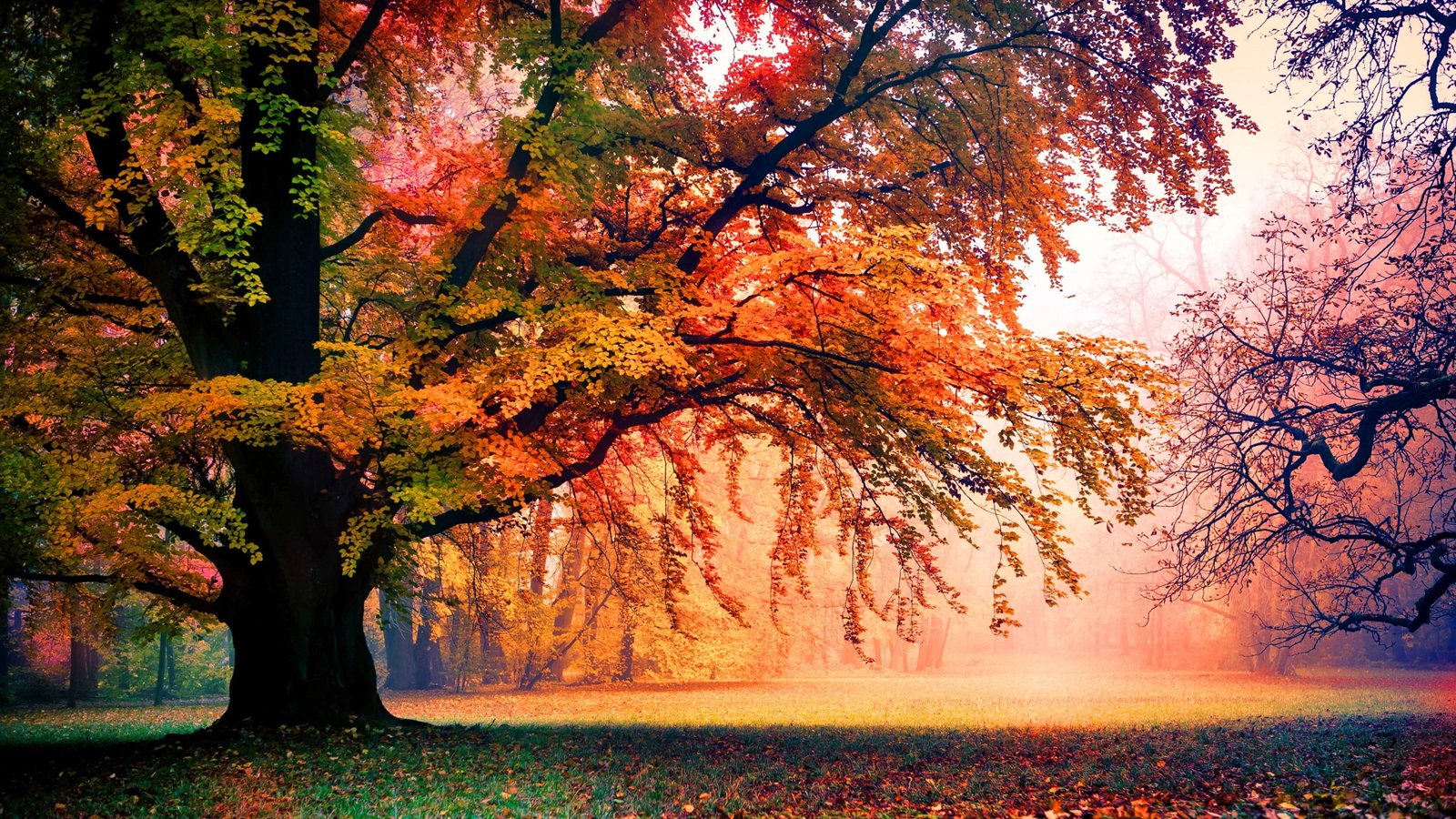 Forest HD ultra hd tree 2k 4k