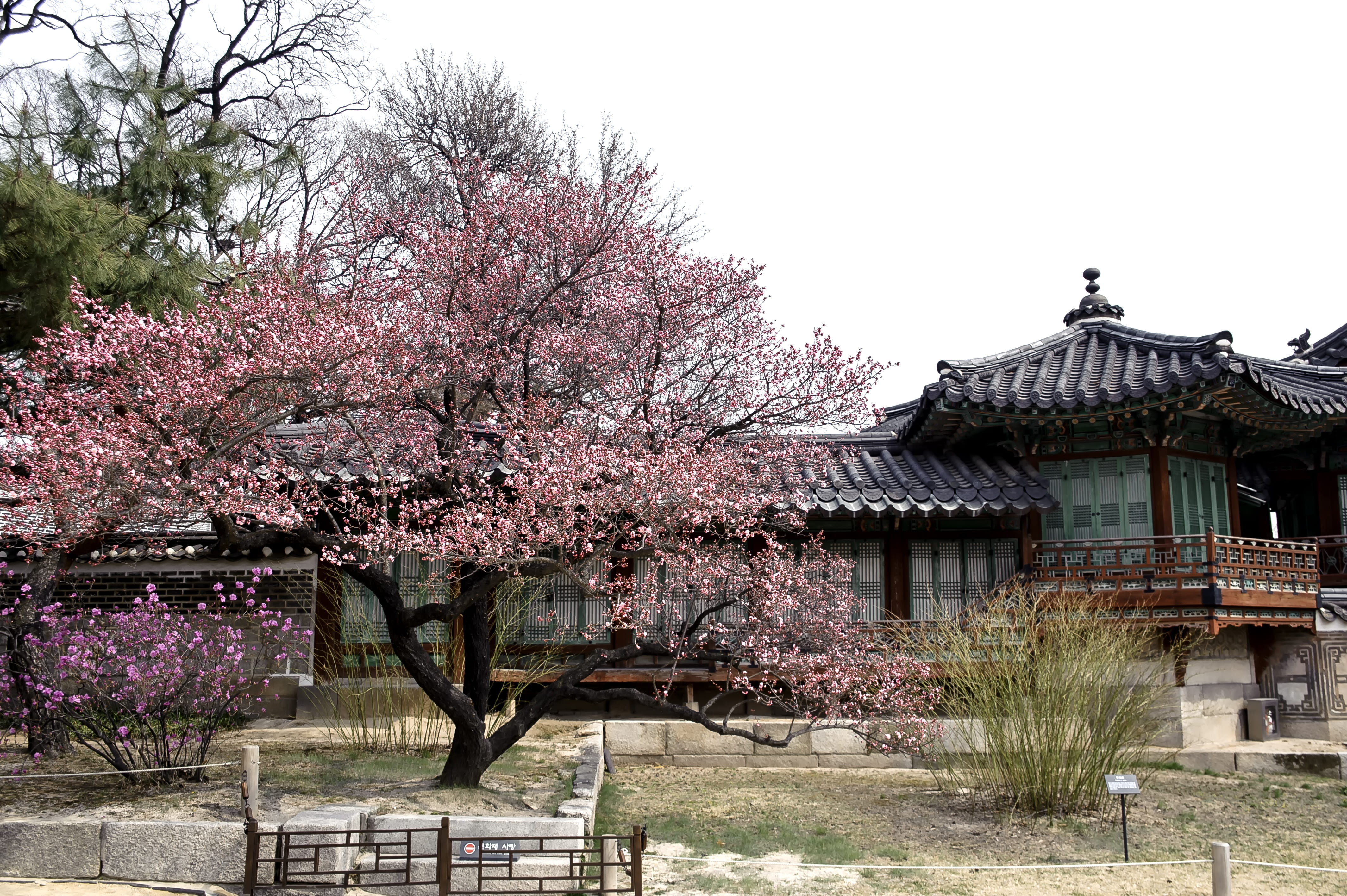 gray wooden house surrounded by trees republic of korea traditional 2k 4k