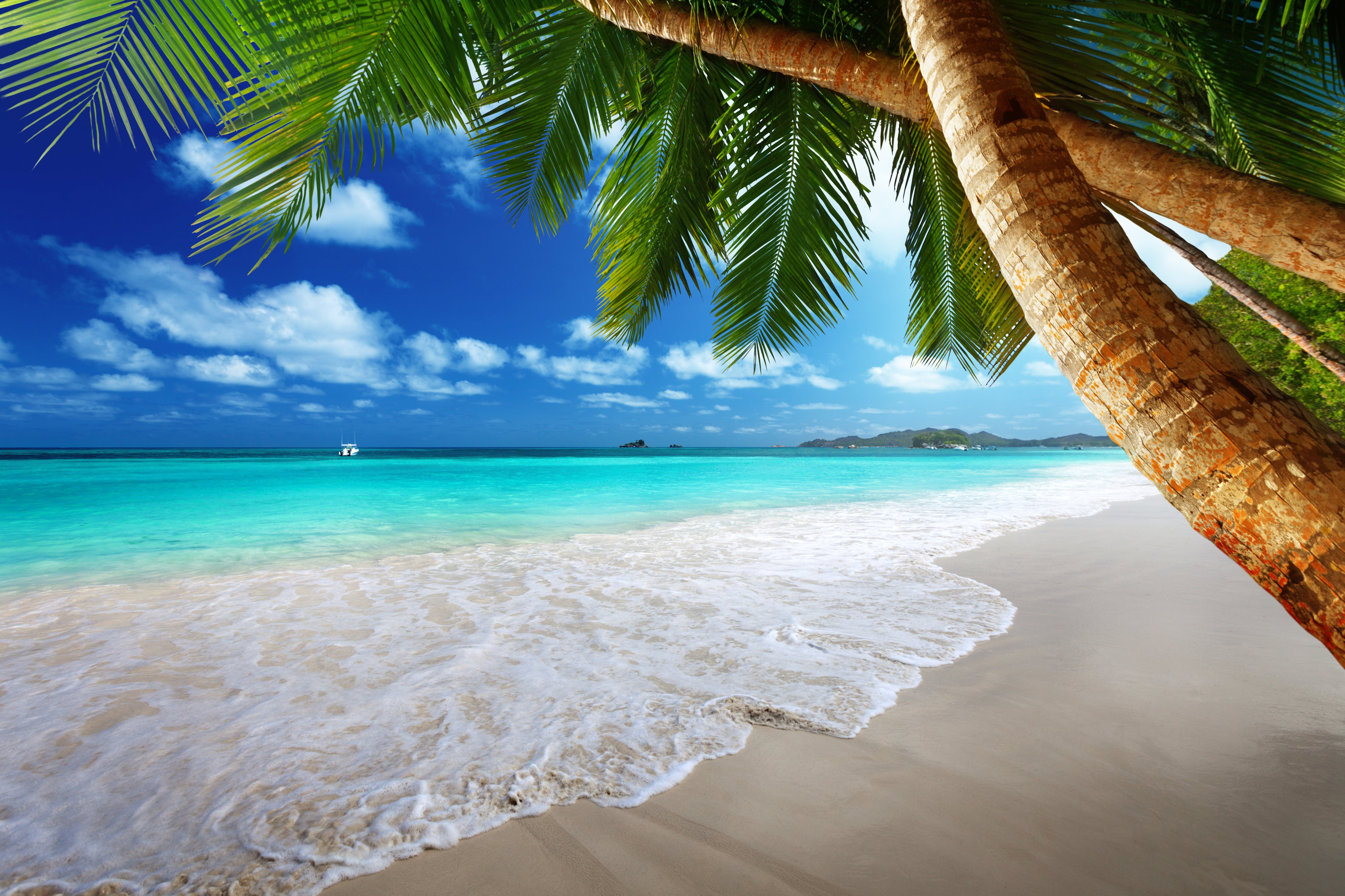 green coconut palm tree sand sea beach the sun tropics trees 2k 4k 5k