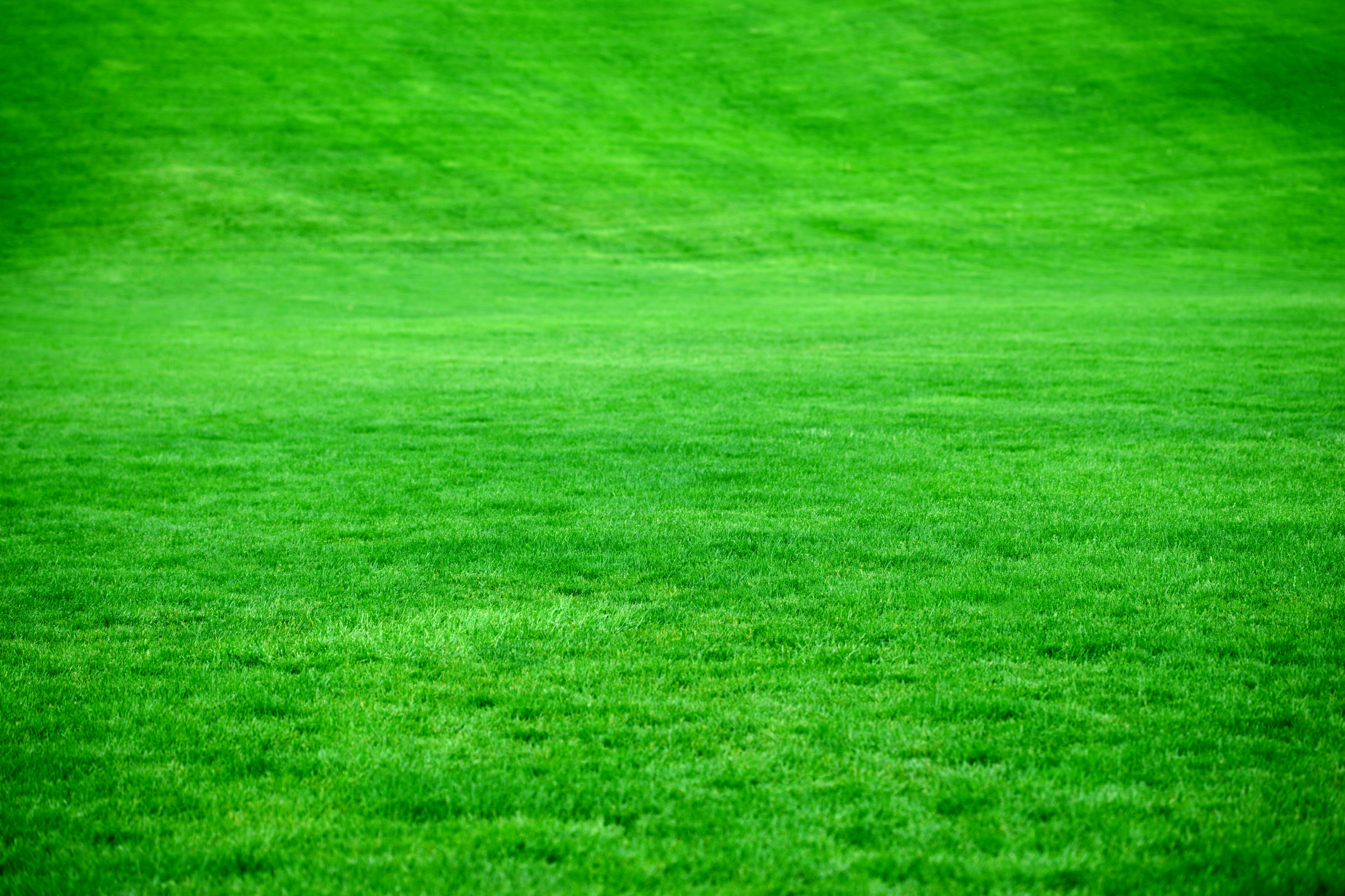 green grass field meadow park nature outdoors 2k 4k 5k