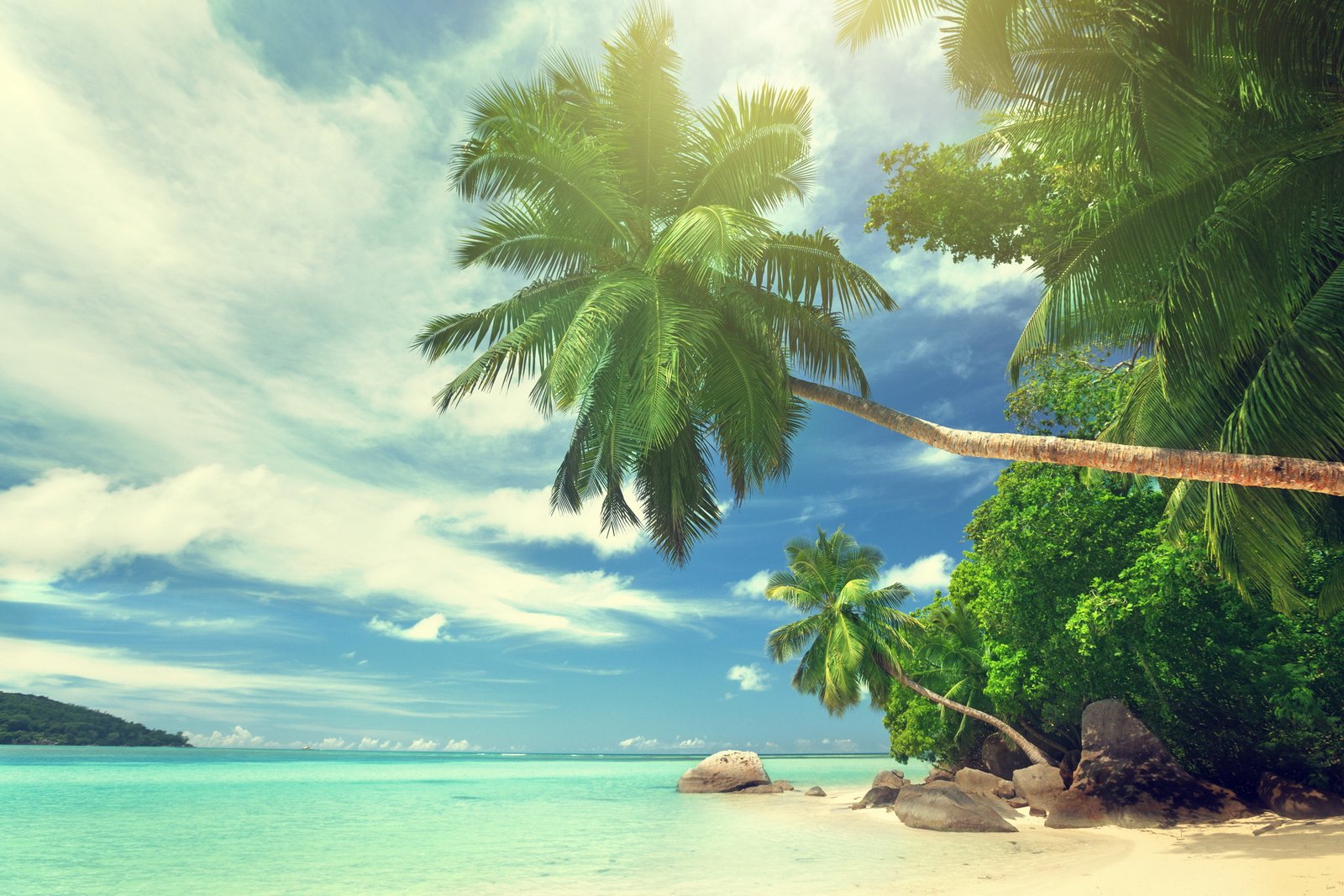 green palm tree wallpaper sand sea beach the sun tropics 2k 4k 5k
