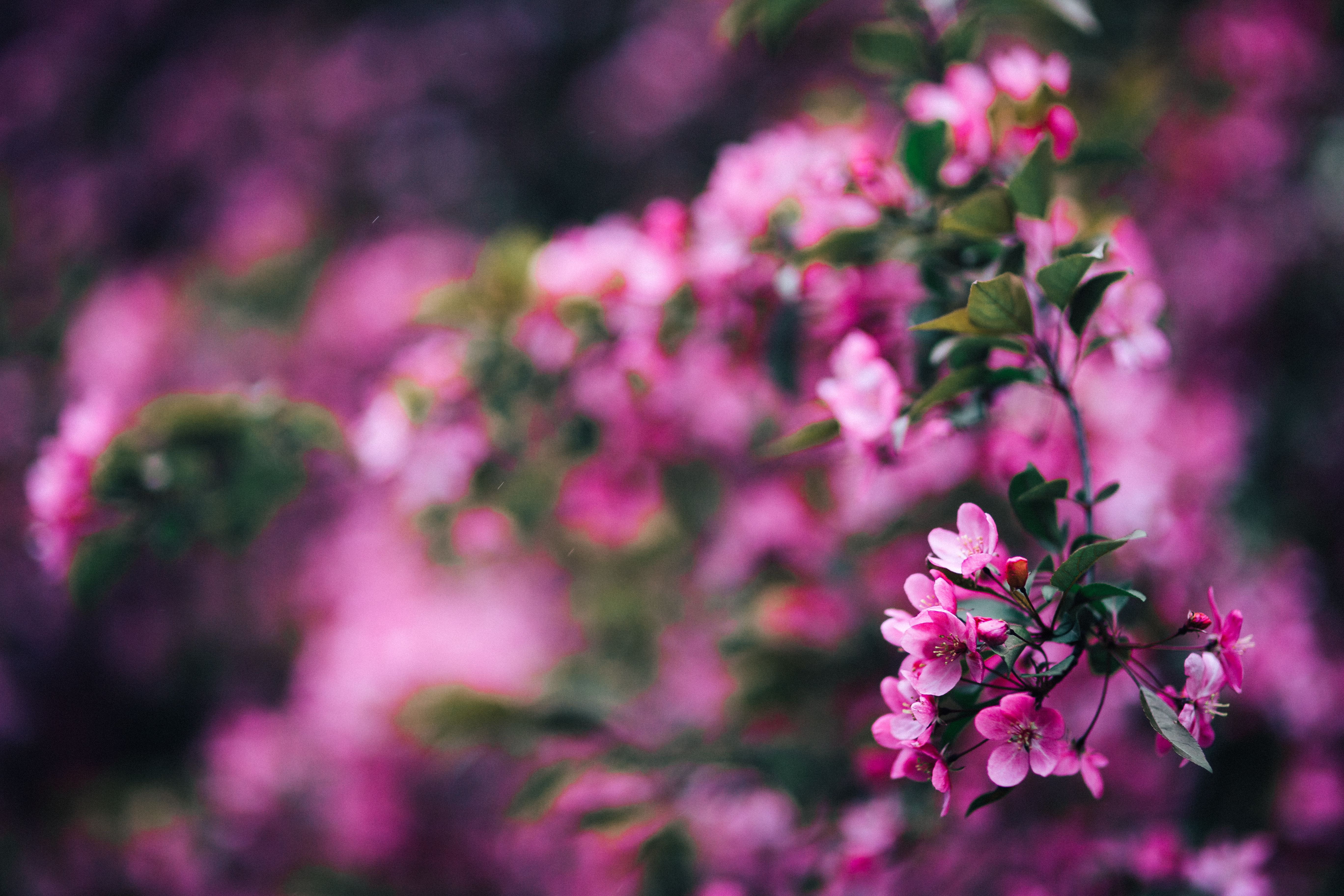 Lovely pink flowers blooming from the tree branches copy space 2k 4k 5k