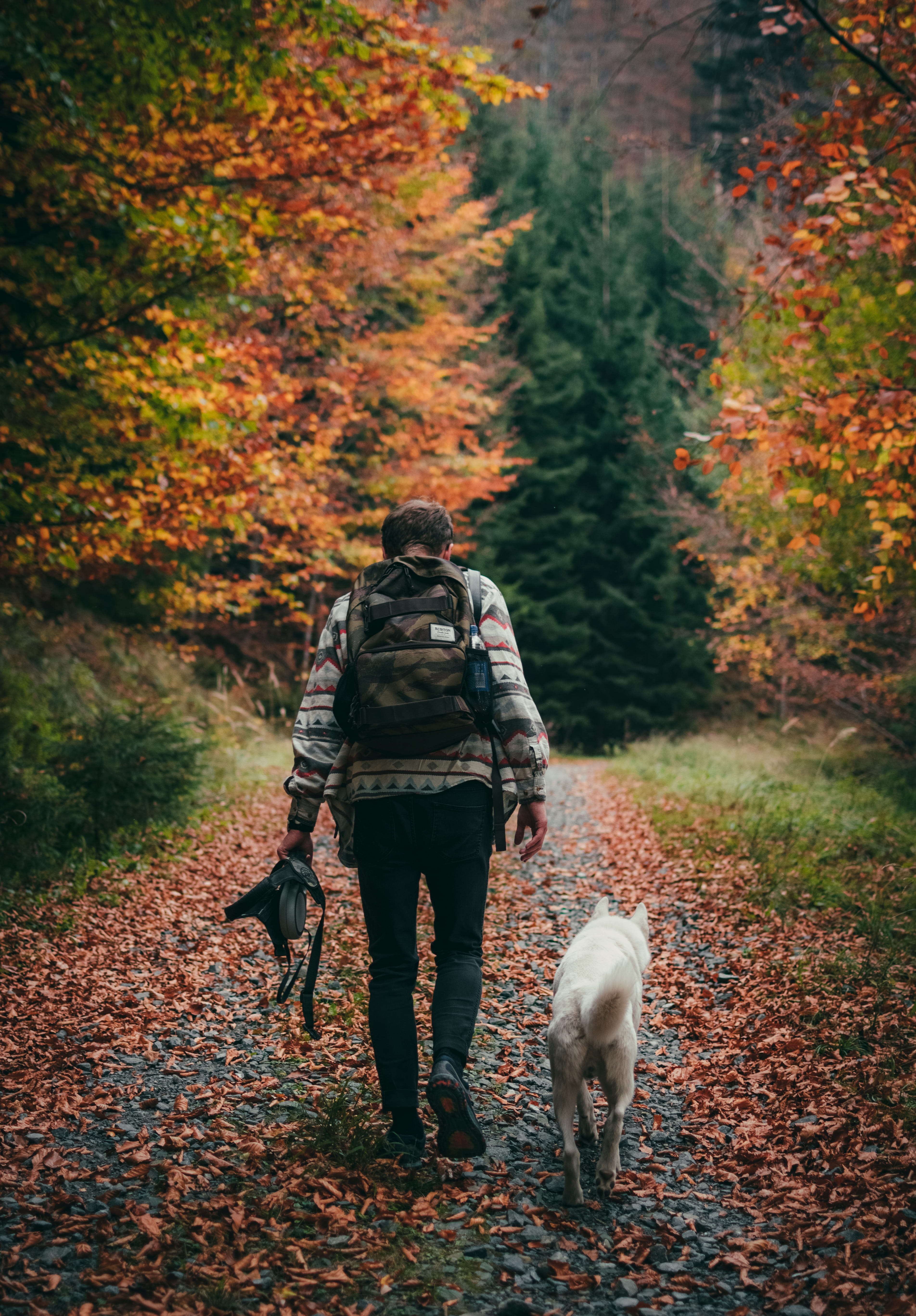 man walking together with dog at daytime love folk scenery 2k 4k