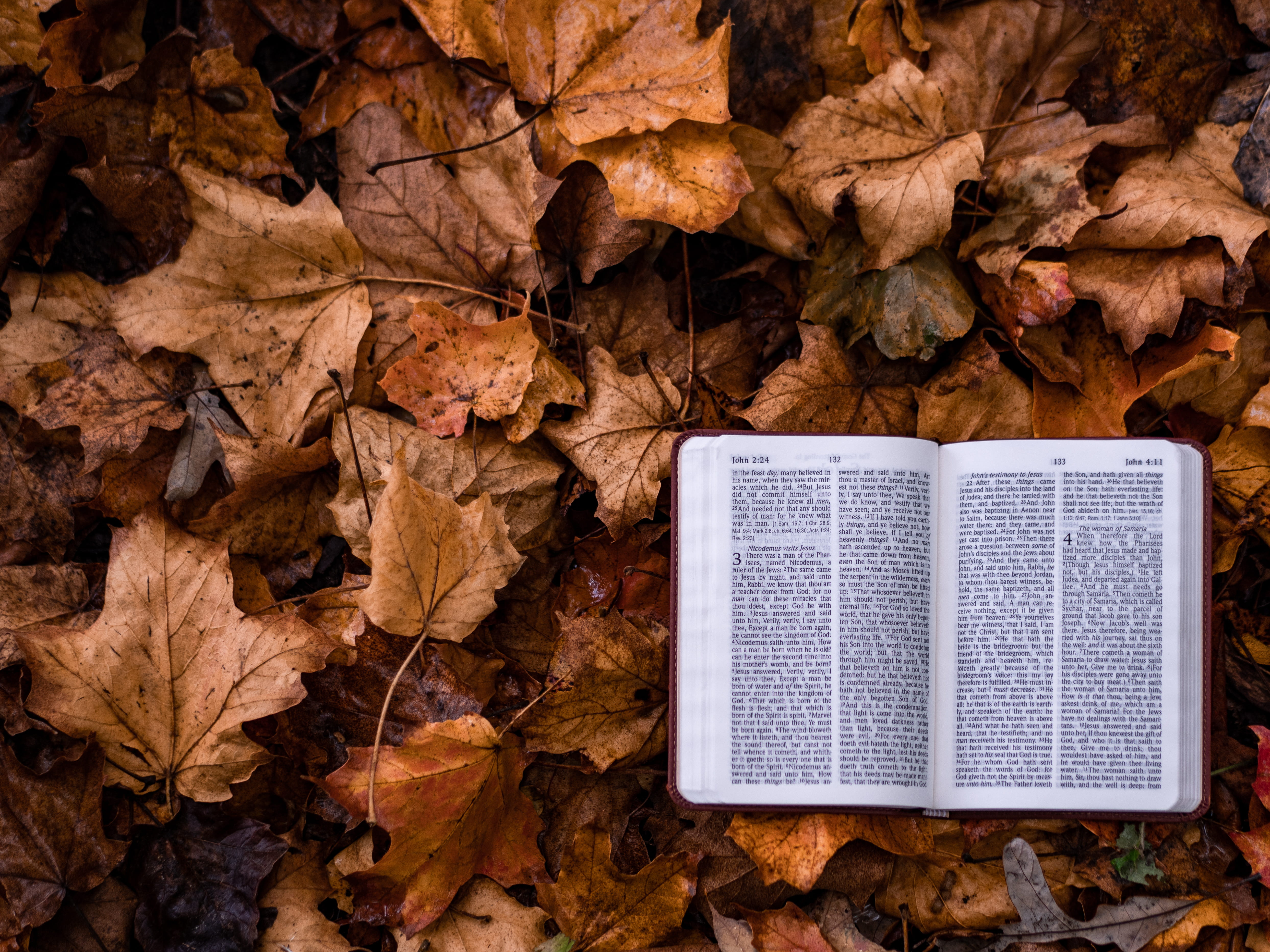 open book on dry leaves leaf autumn bible fall read literature 2k 4k 5k