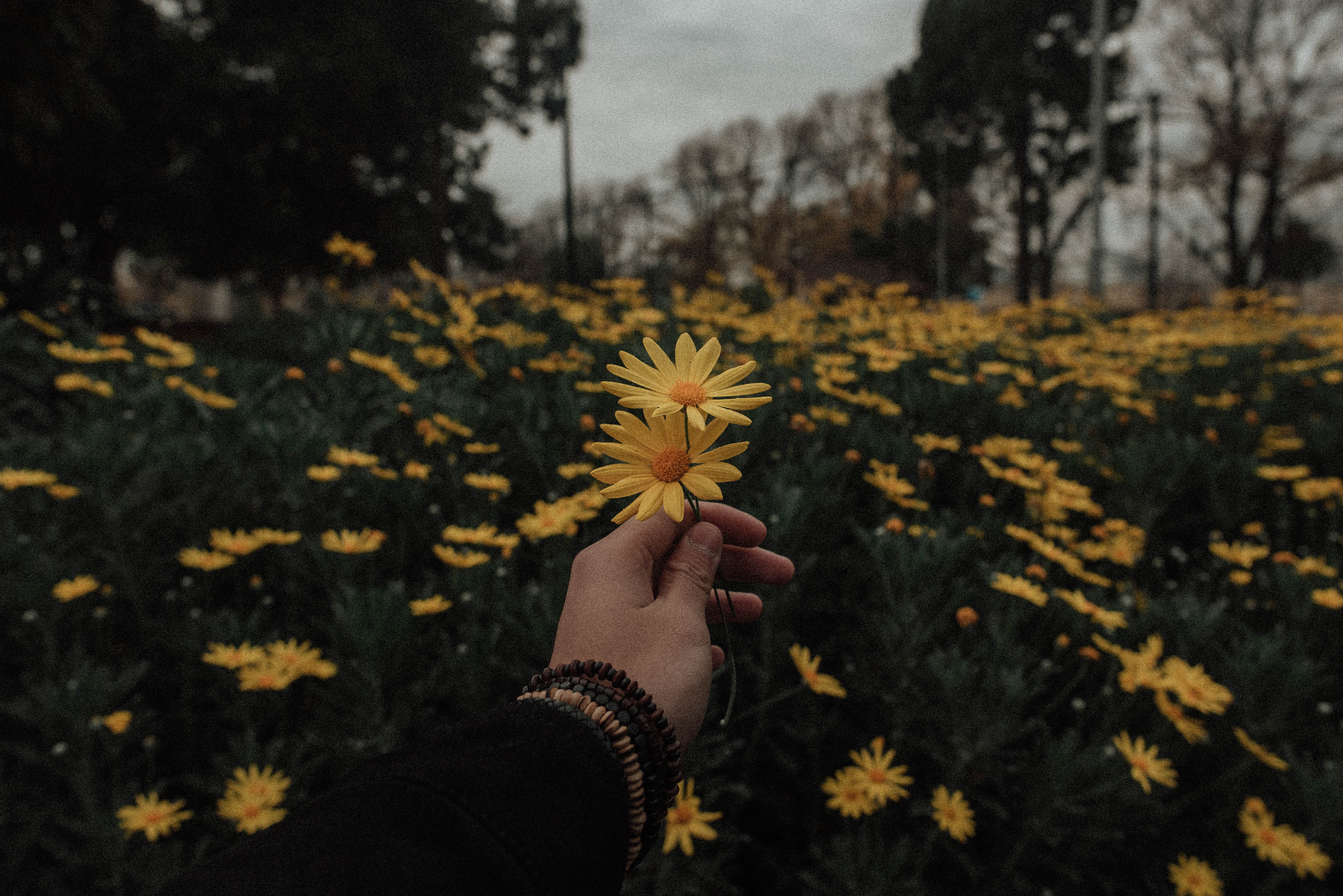 person holding yellow daisy flowers blossom plant flora asteraceae 2k 4k 5k
