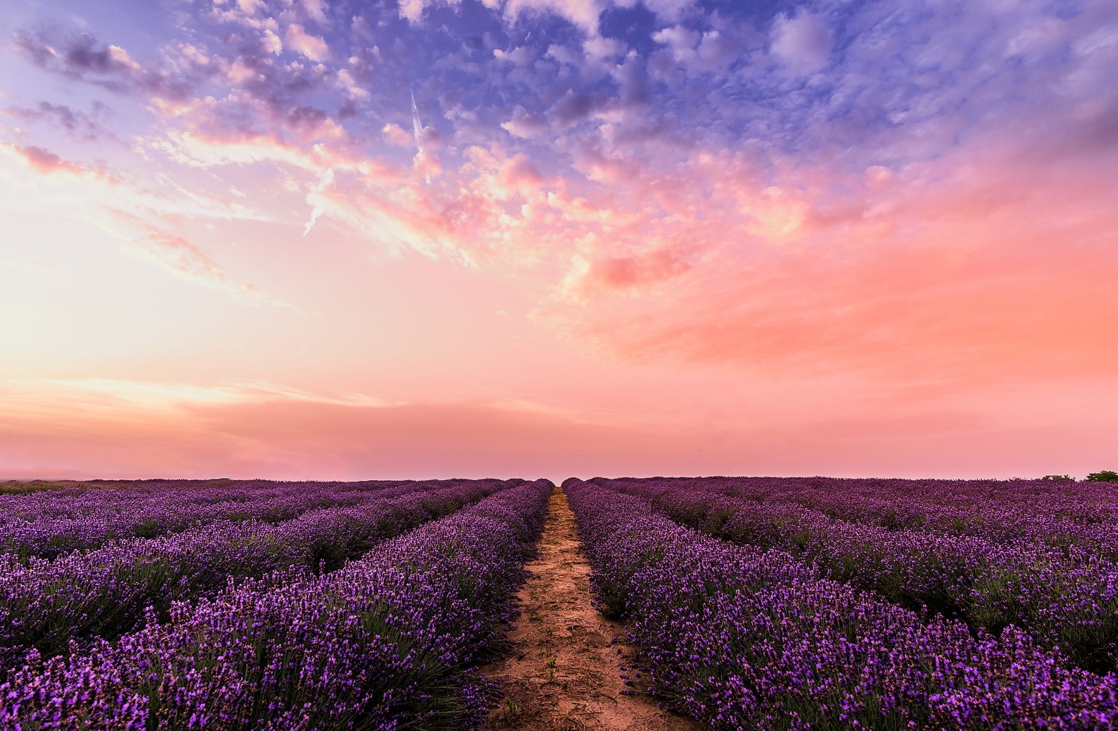 Photo Lavender Flower Field Under Pink Sky environment farm 2k 4k 5k