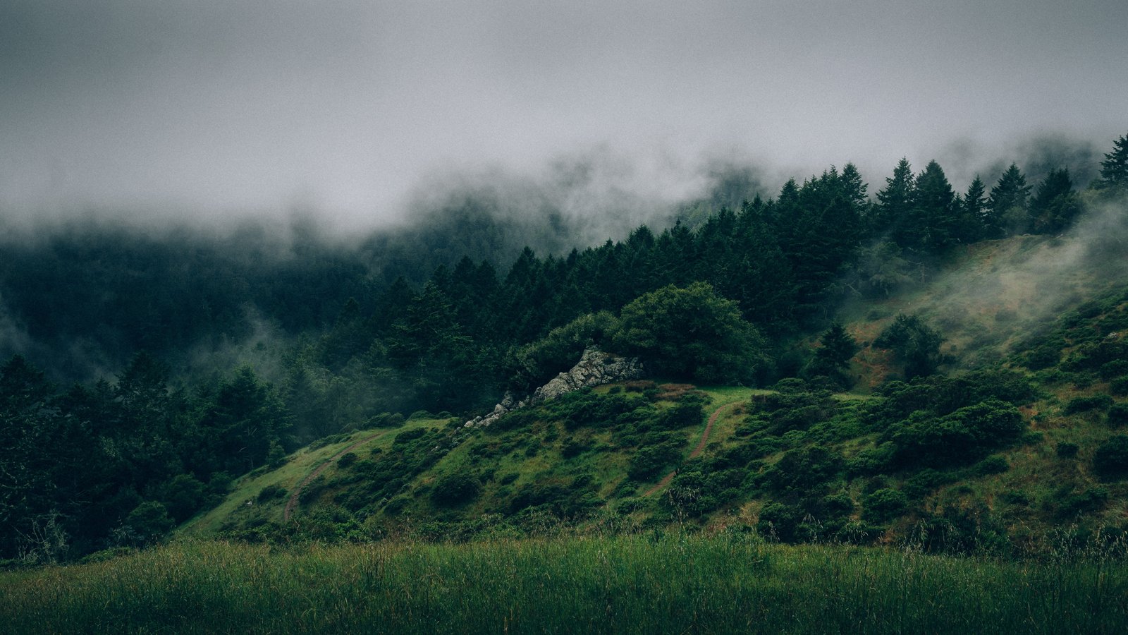 photographed of green leaf trees Forest wallpaper 2k 4k 5k