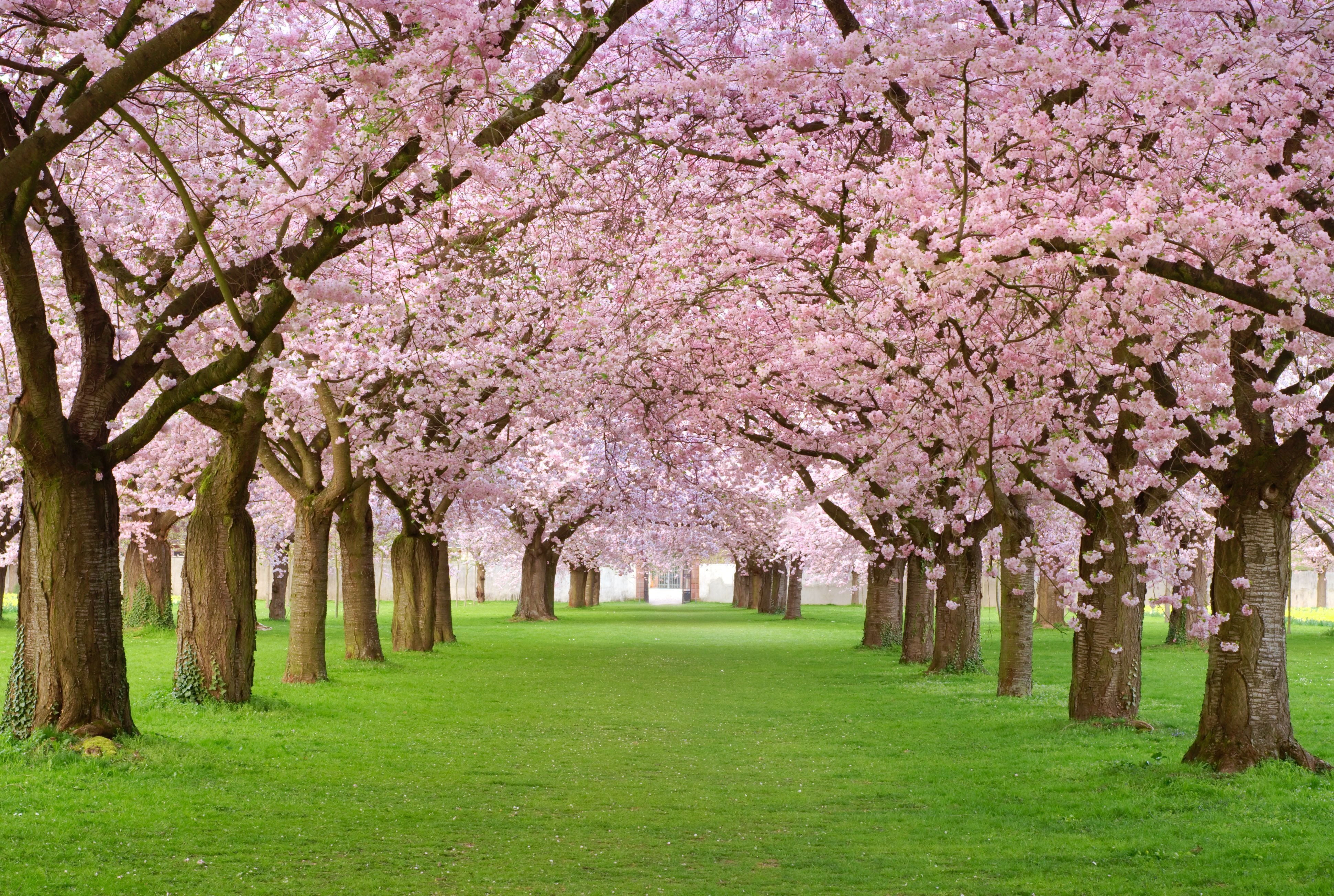 pink leaf trees beauty spring petals alley flowering Spring blossom 2k 4k