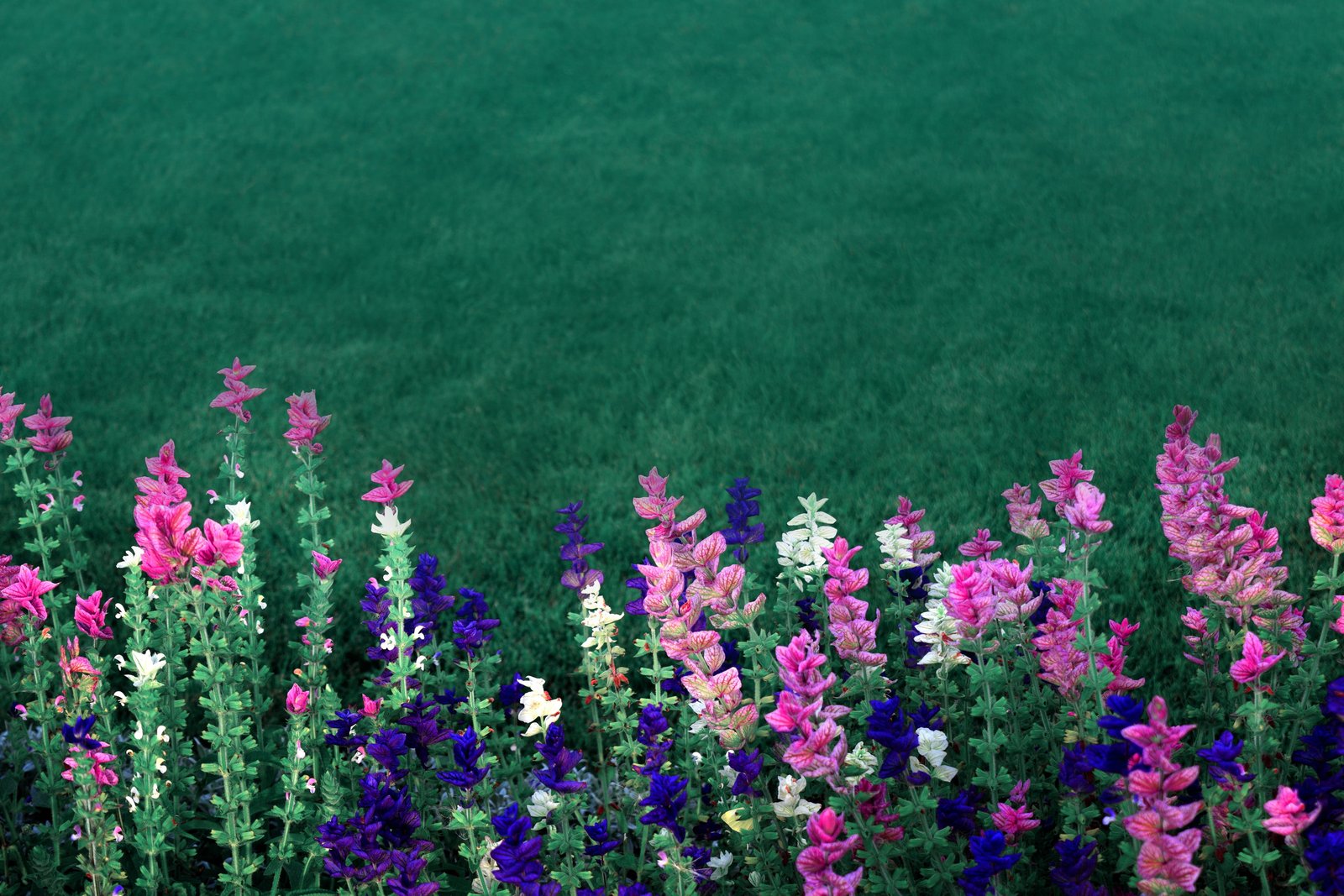 pink white and blue petaled flowers purple green garden 2k 4k 5k