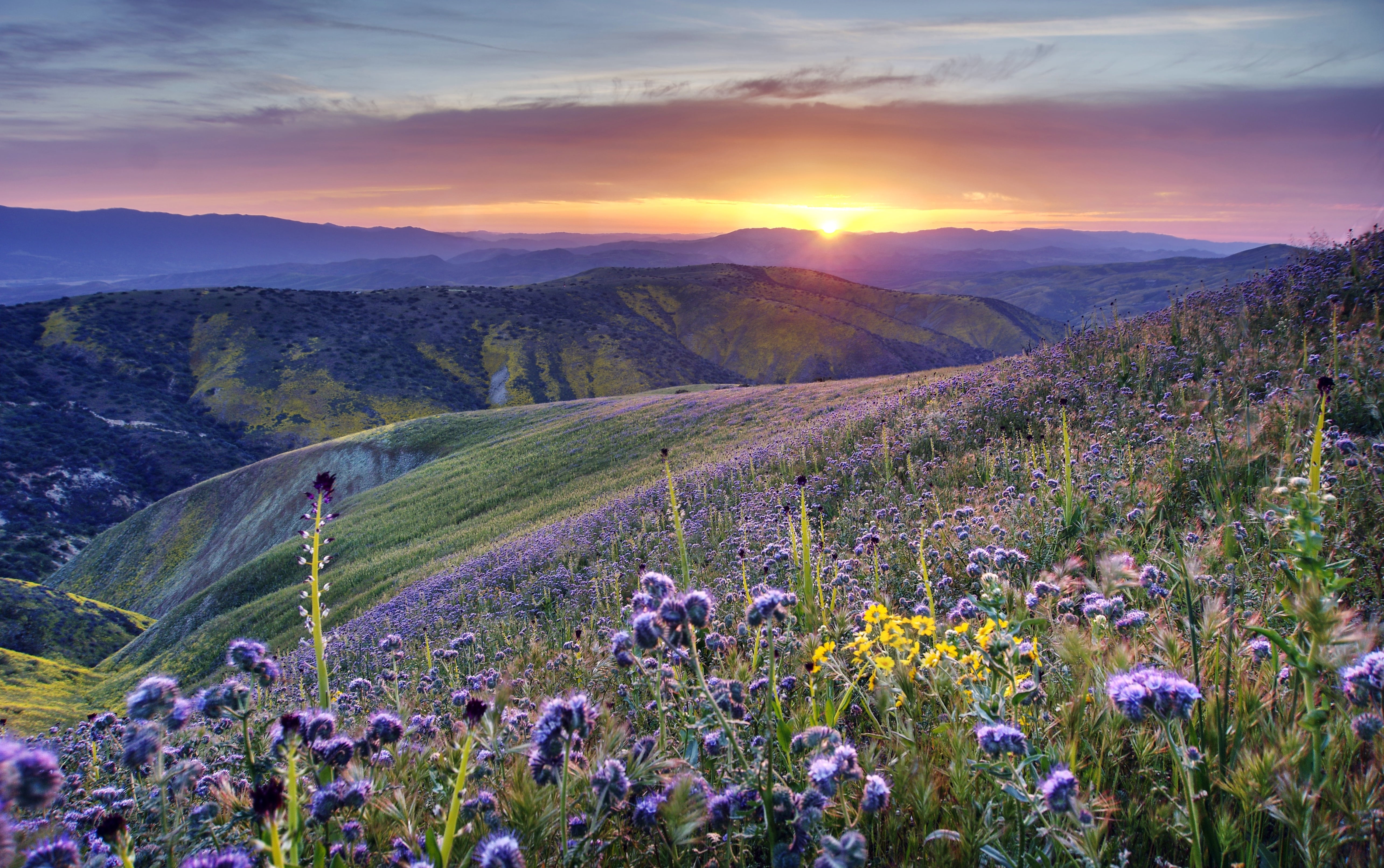 purple flower field during sunrise california California desert 2k 4k 5k