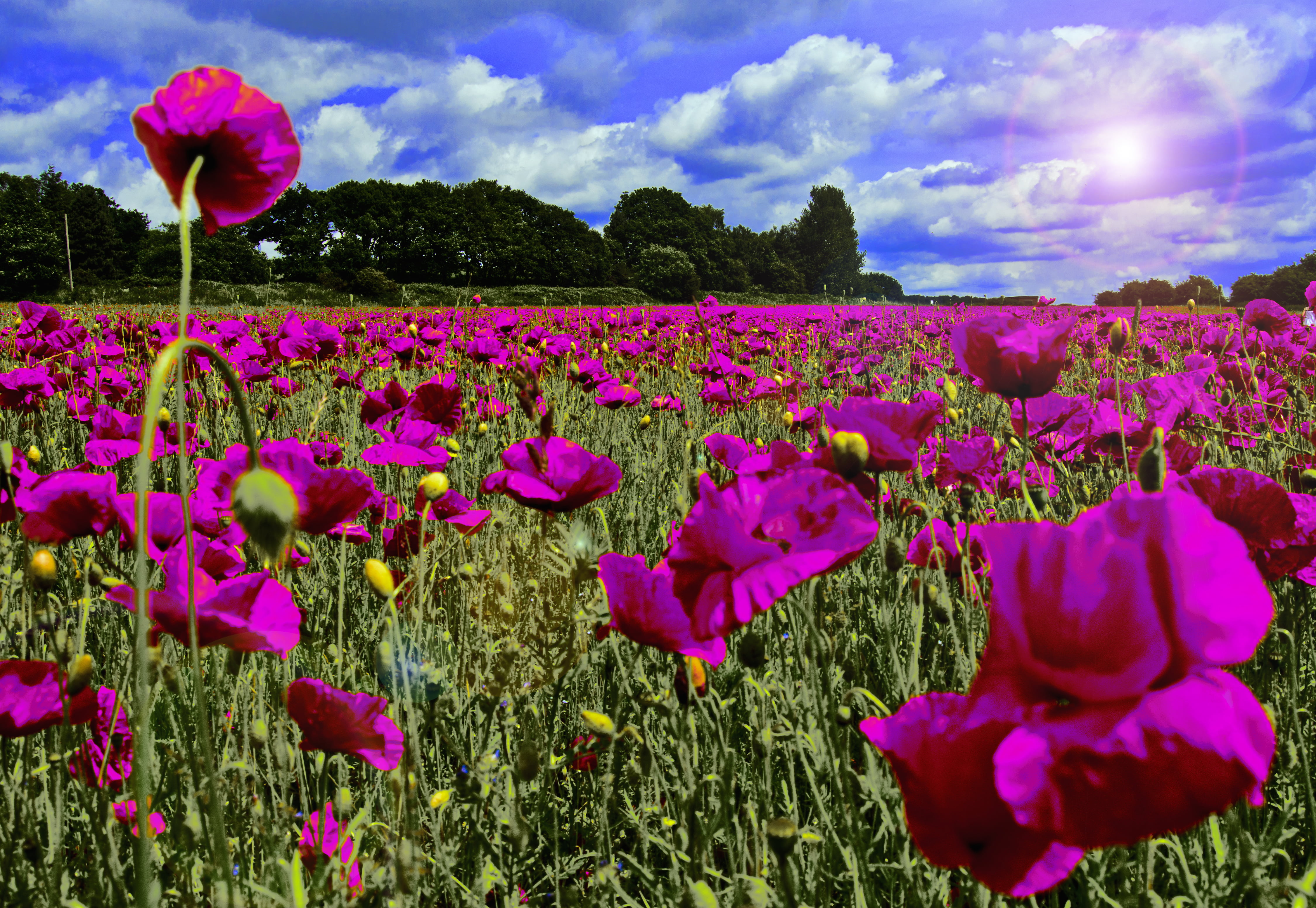 purple petaled flower field during daytime poppies in the night garden 2k 4k 5k