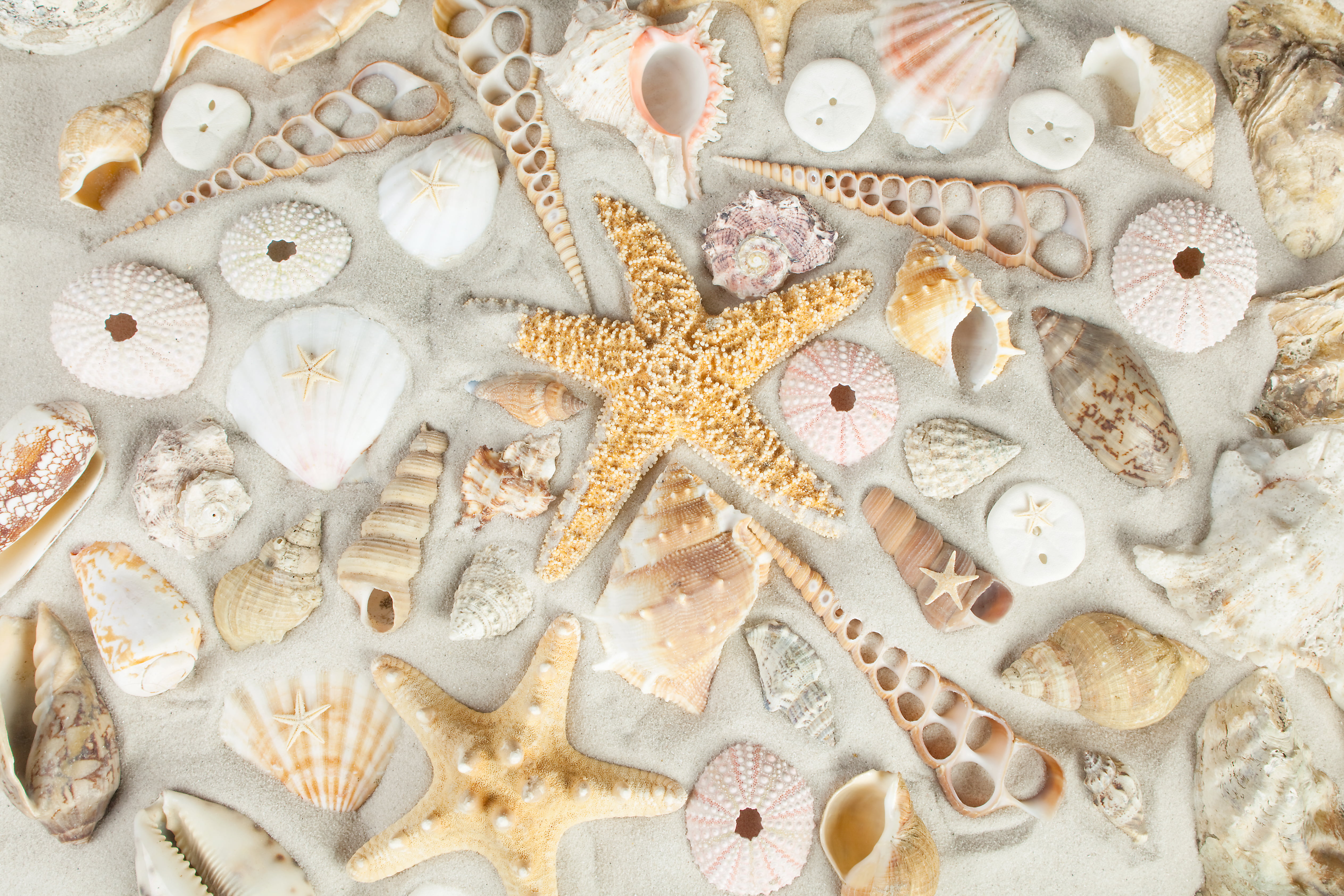 seashell lot sand beach starfish seashells animal Shell 2k 4k 5k