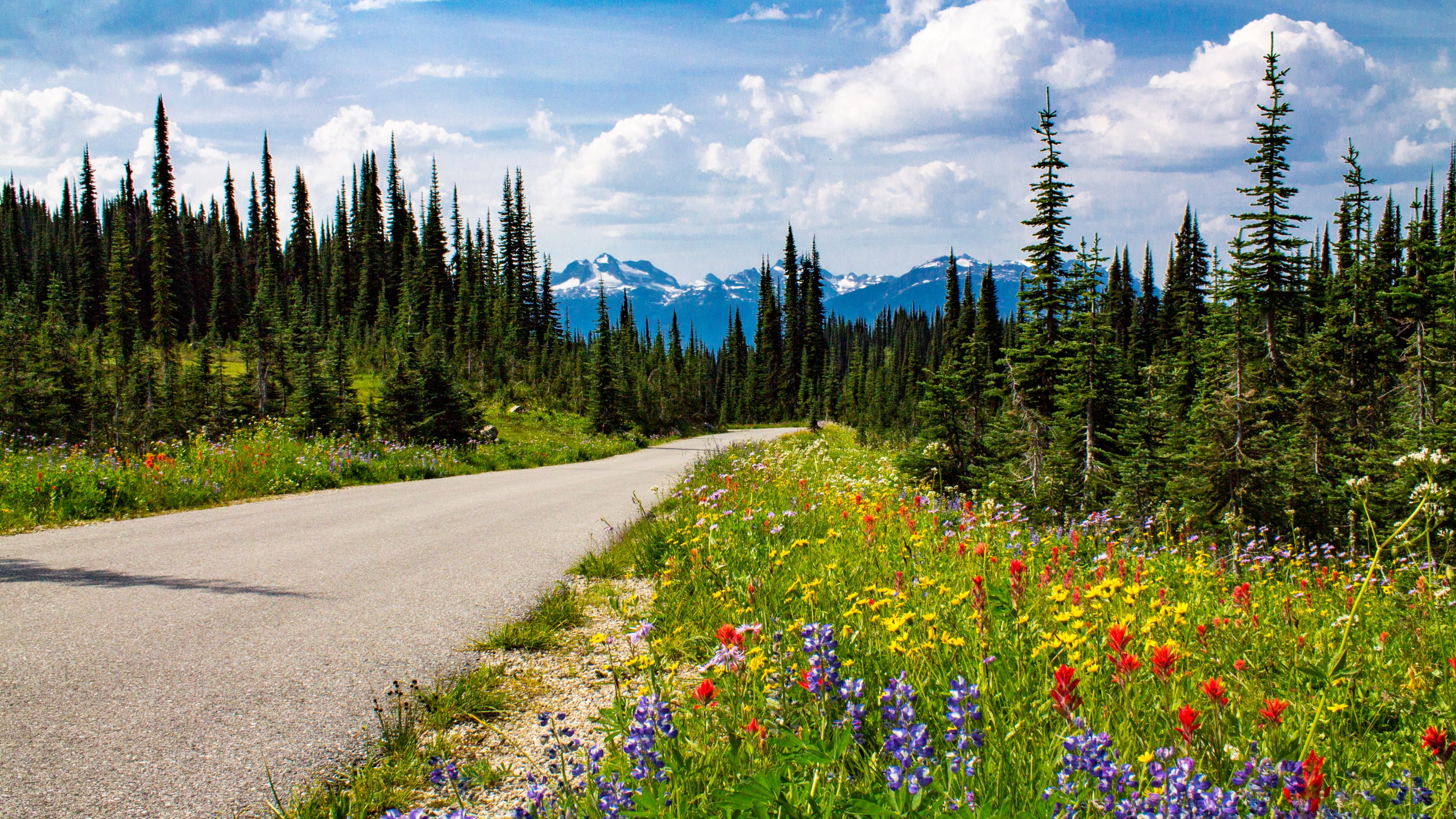 wilderness mount revelstoke national park british columbia 2k 4k
