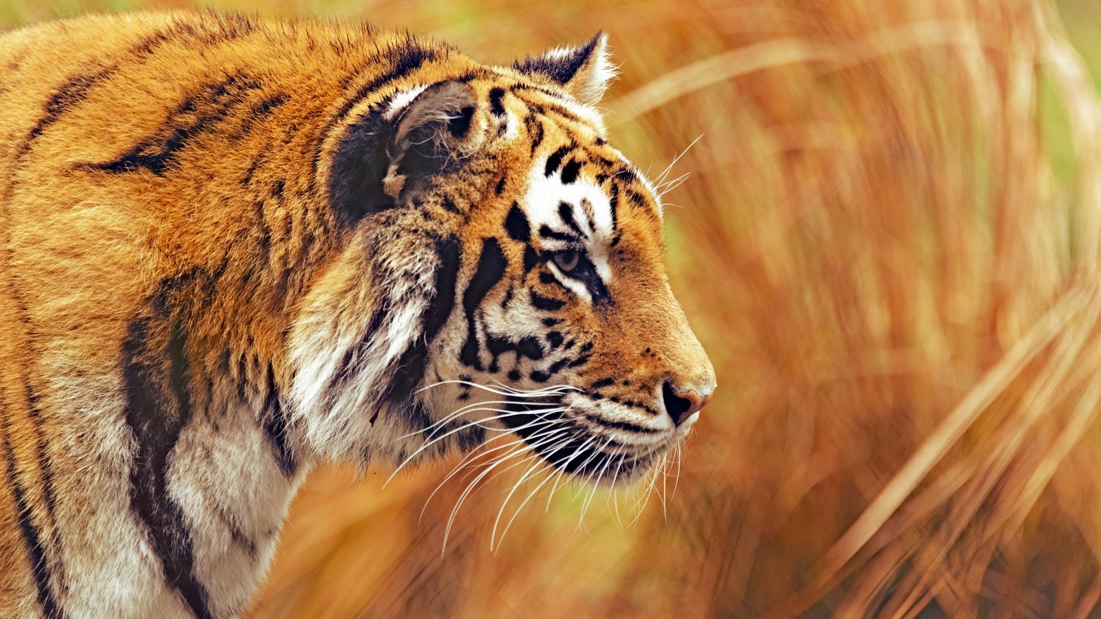 Bengal Tiger Animal 2k 4k 5k