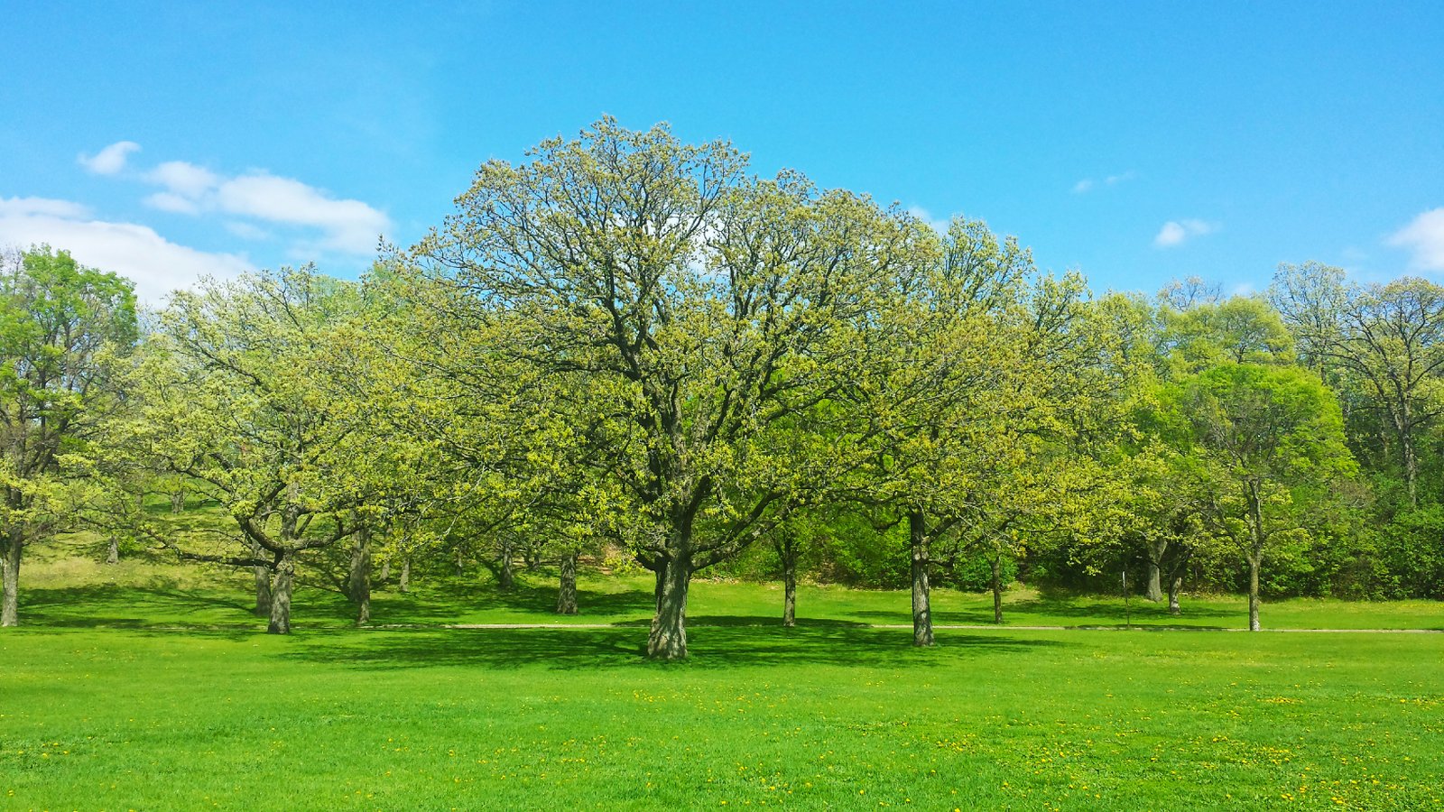 green leafed trees under clear blue sky spring nature branch 2k