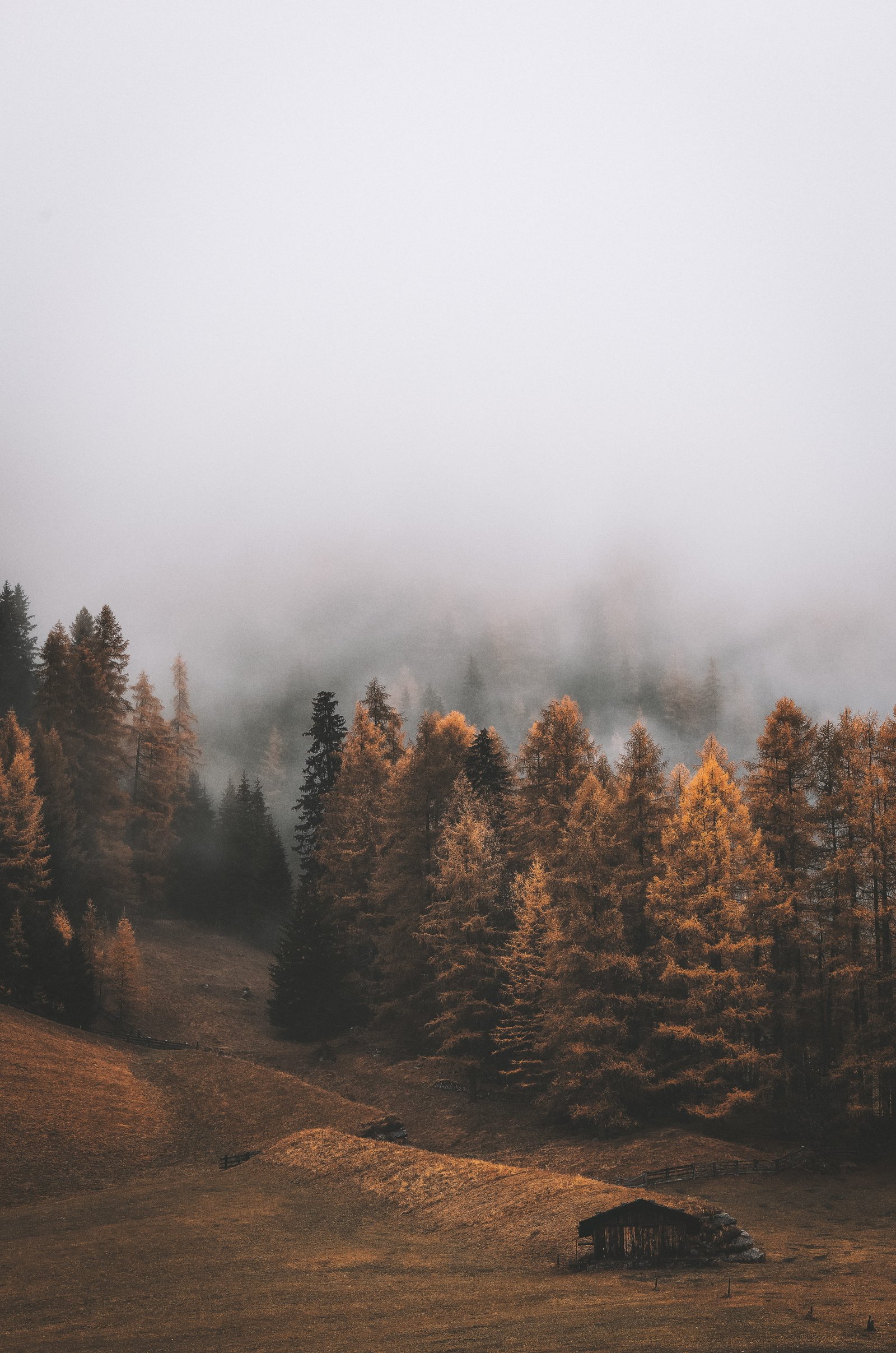 Pathway Along the Pine Trees wallpaper autumn clouds cold 2k 4k