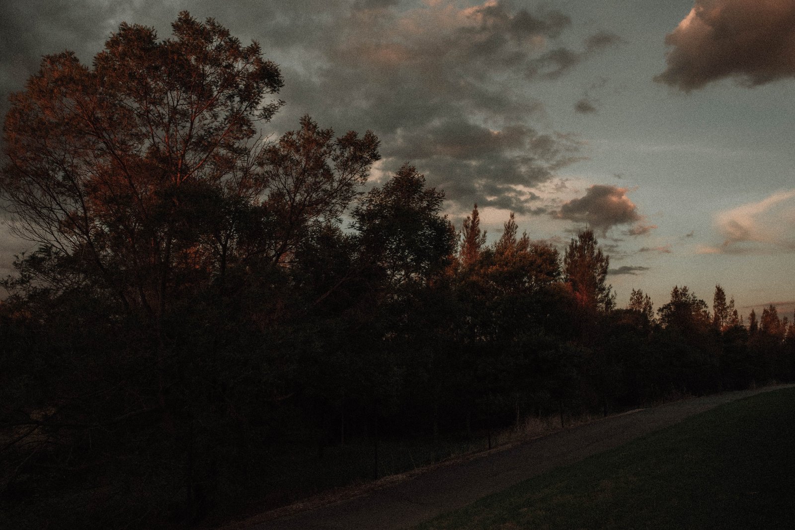 aesthetics grunge vintage retro tumblr tree landscape 2k 4k 5k