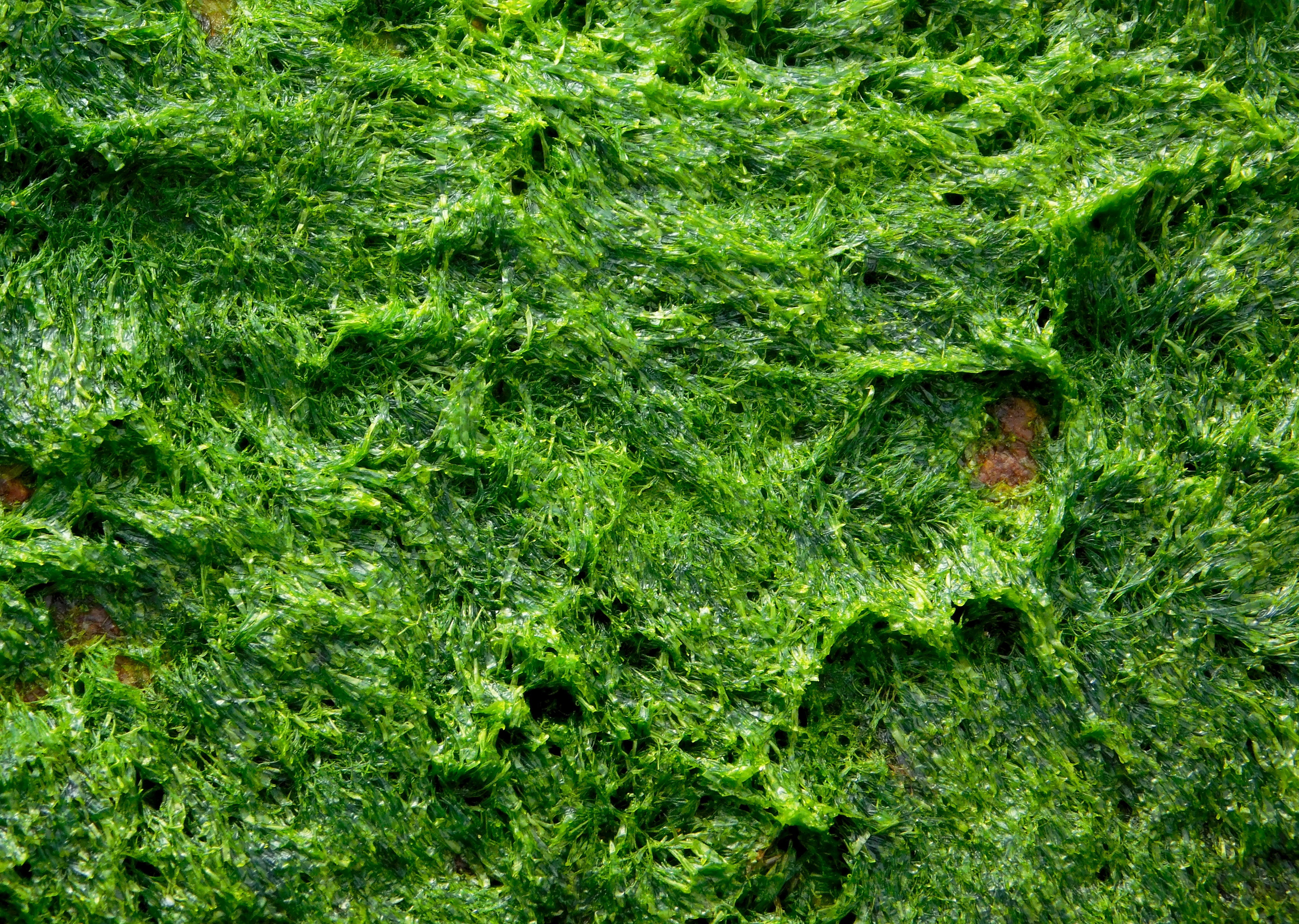 alga algae seaweed plant texture ocean green marine 2k 4k 5k
