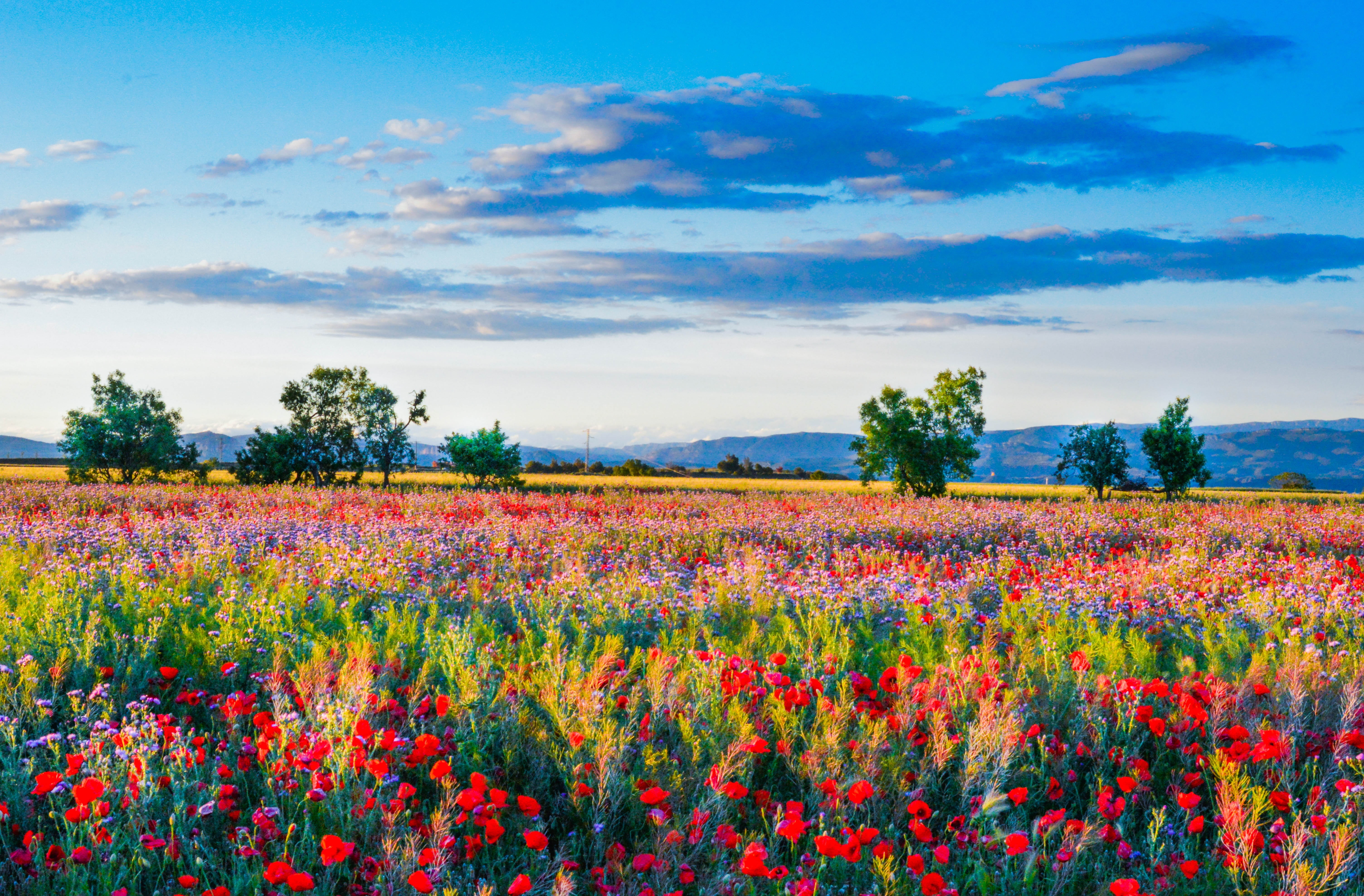 assorted color flower field during daytime wild flowers of poppies 2k 4k 5k