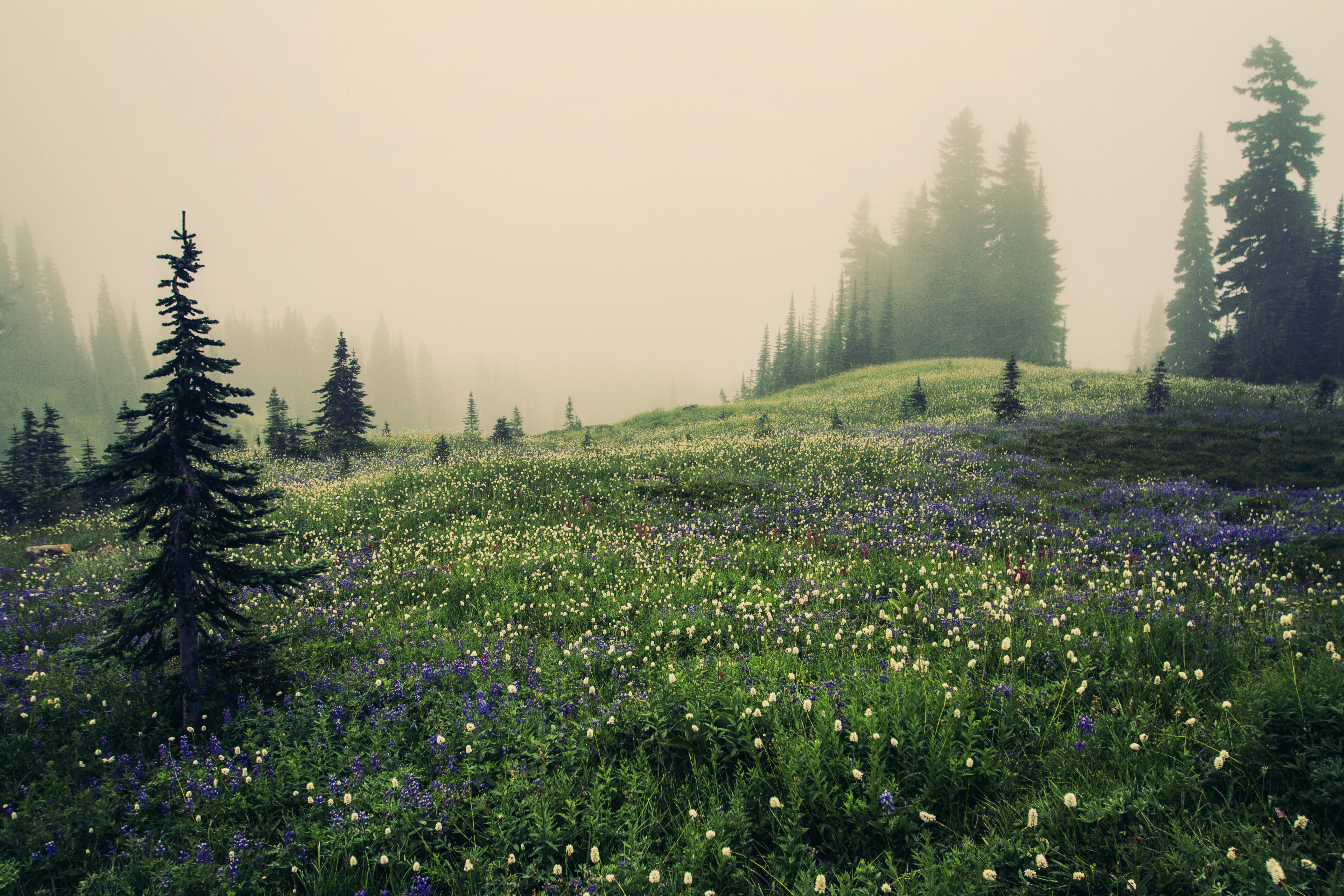 flower field during foggy weather Mountain Meadow Mt Rainier 2k 4k 5k
