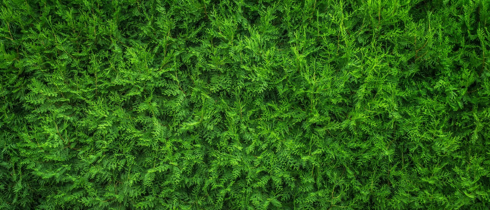 green leaf plant plants nature wood background texture pattern 2k 4k 5k