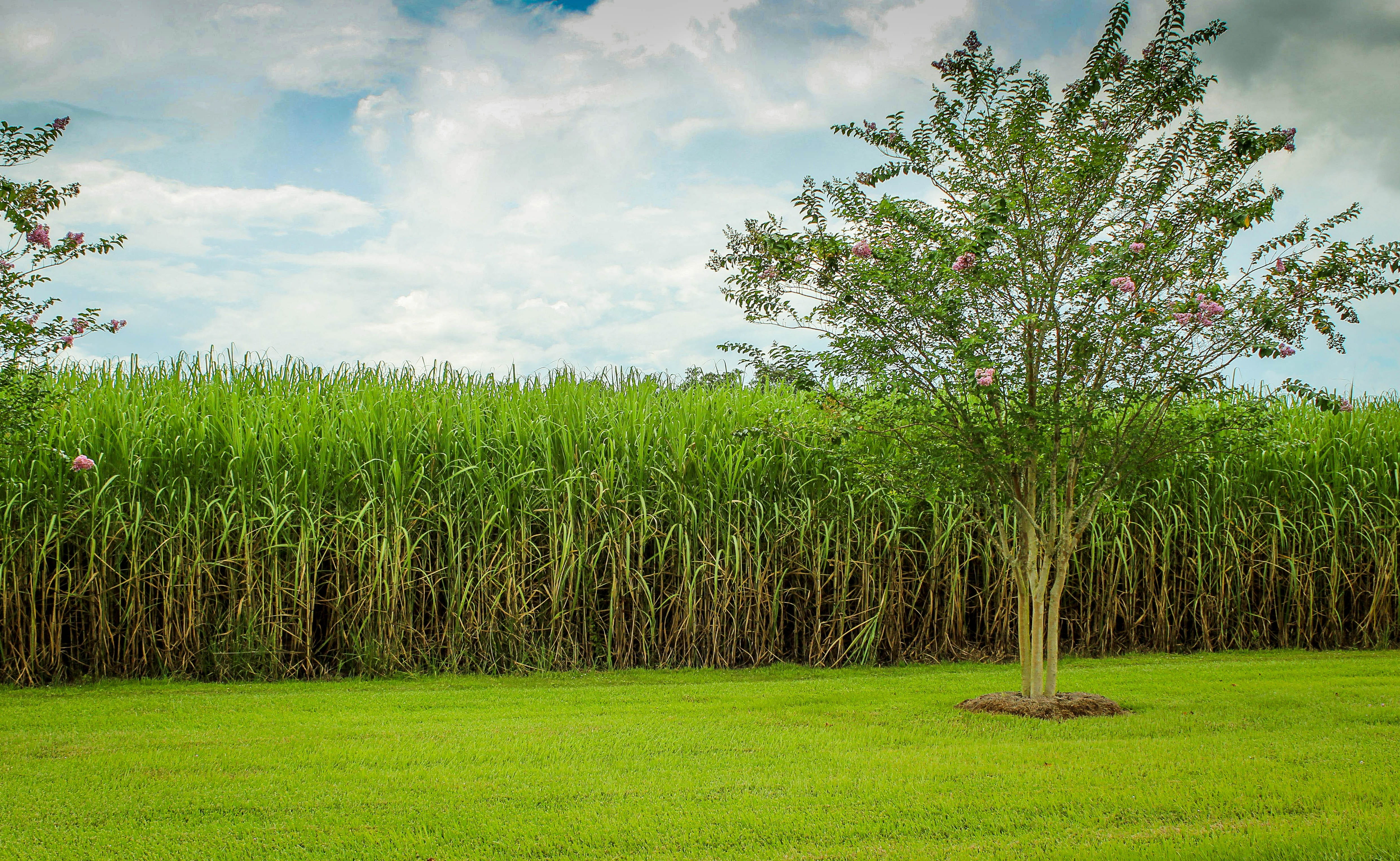 green tree on grass field Sugarcane Raw Sugar Crop cane 2k 4k 5k
