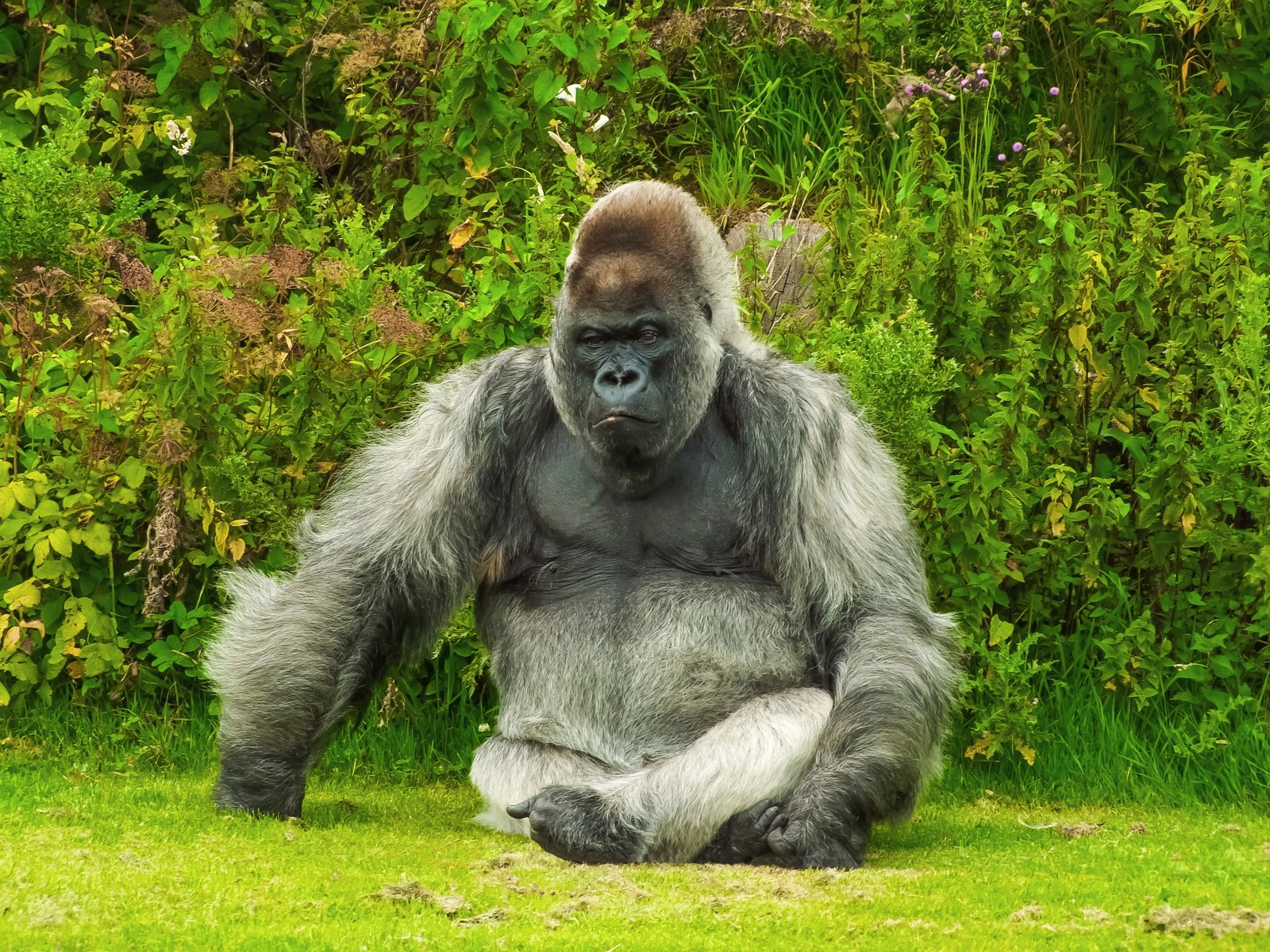 grey and black gorilla seats on green grass animal nature wildlife 2k 4k 5k