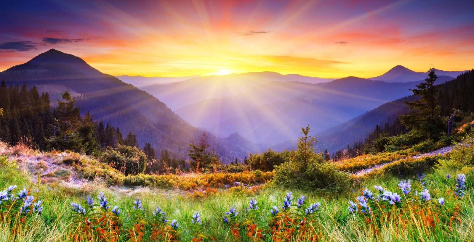 purple petaled flower field trees landscape flowers mountains 2k 4k 5k