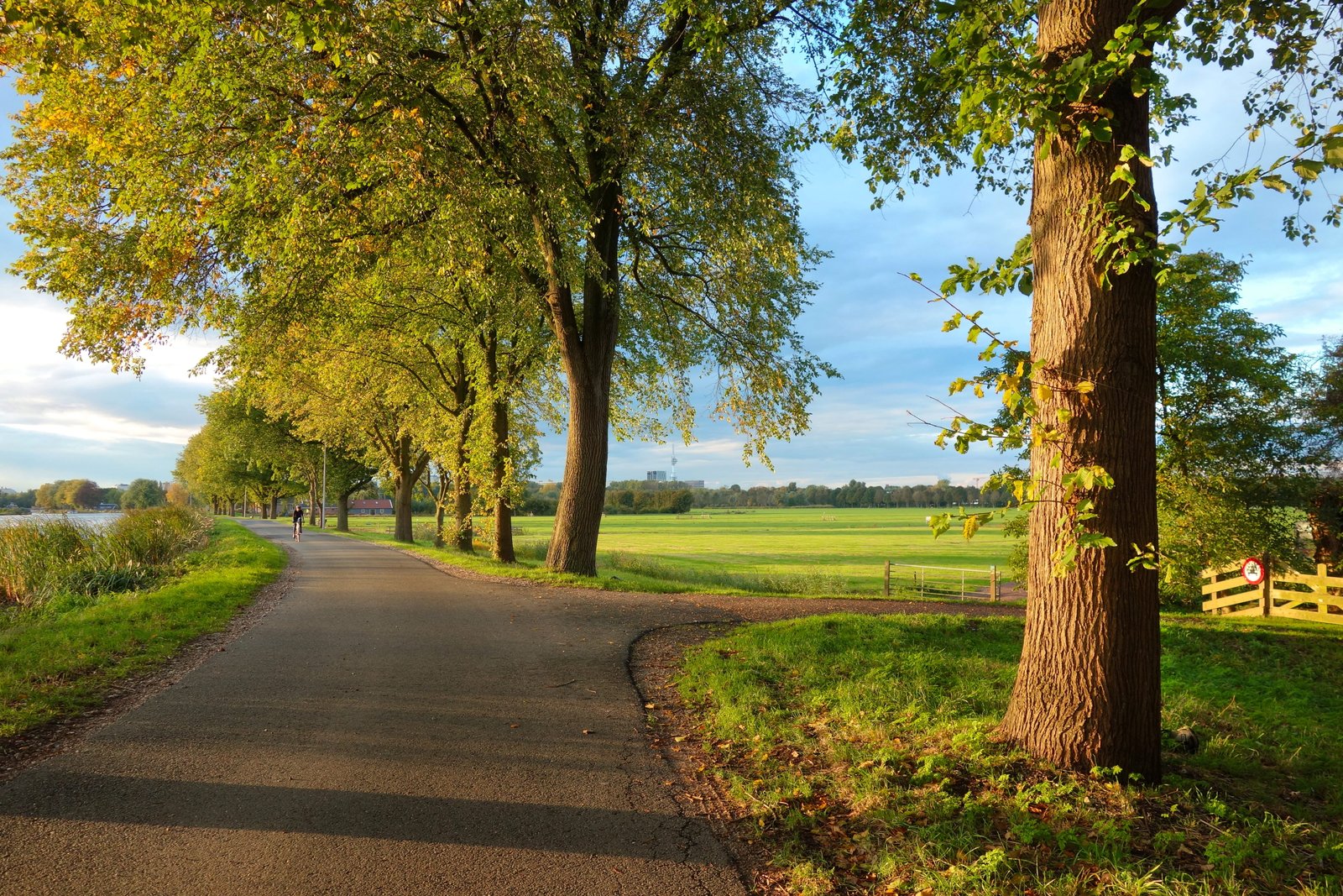 road country hard trees field meadow grass view 2k 4k 5k