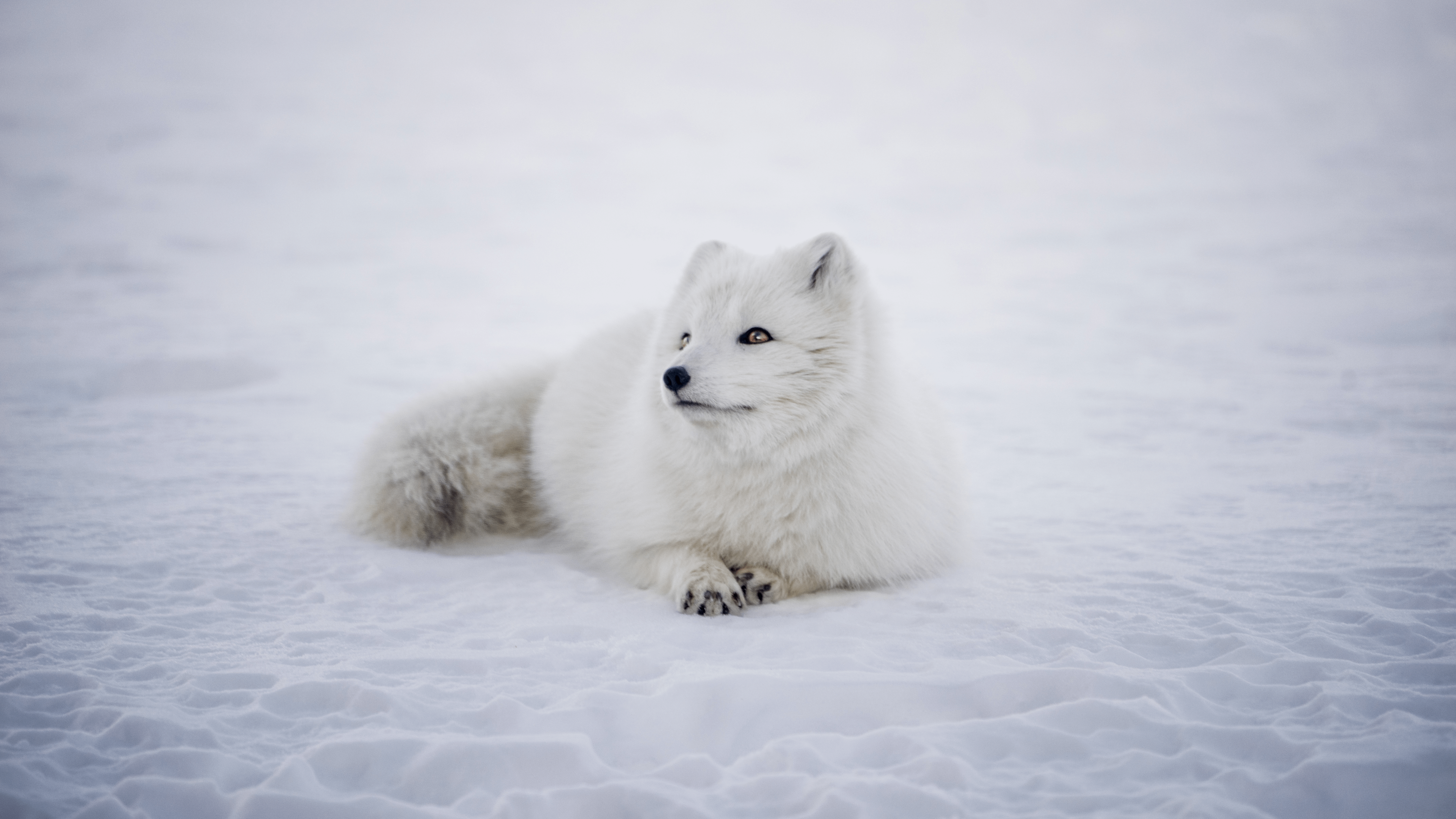 Snow Fox Laying Down cute 2k 4k animal wild wild life