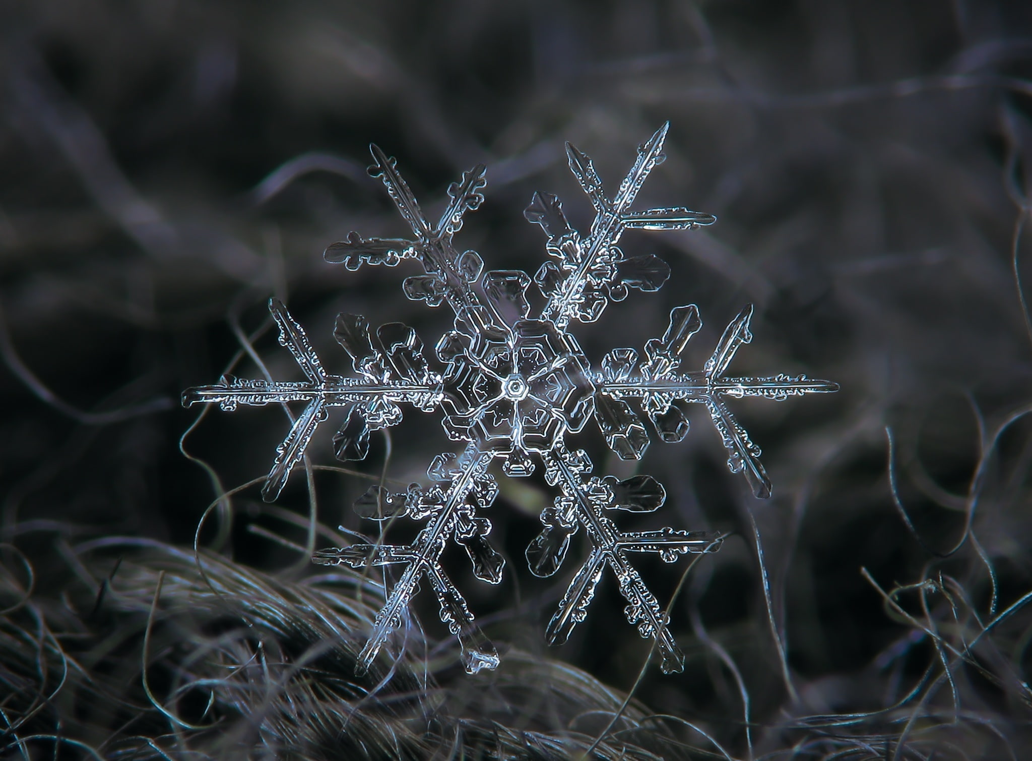 Amazing Real Snowflake Macro Seasons Winter Blue Dark Nature 2k