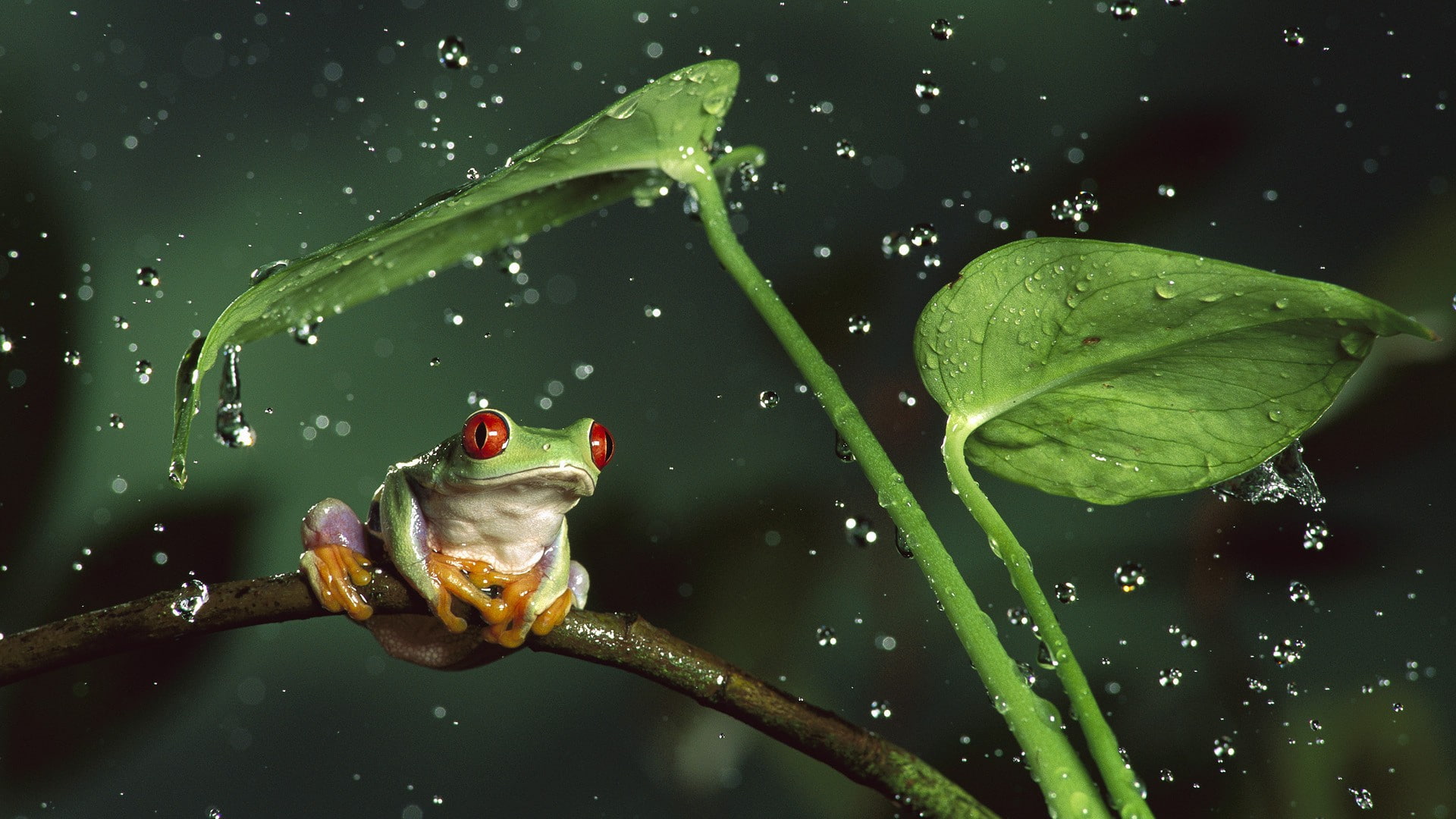 amphibians animals depth drops field frog frogs jungle 2k