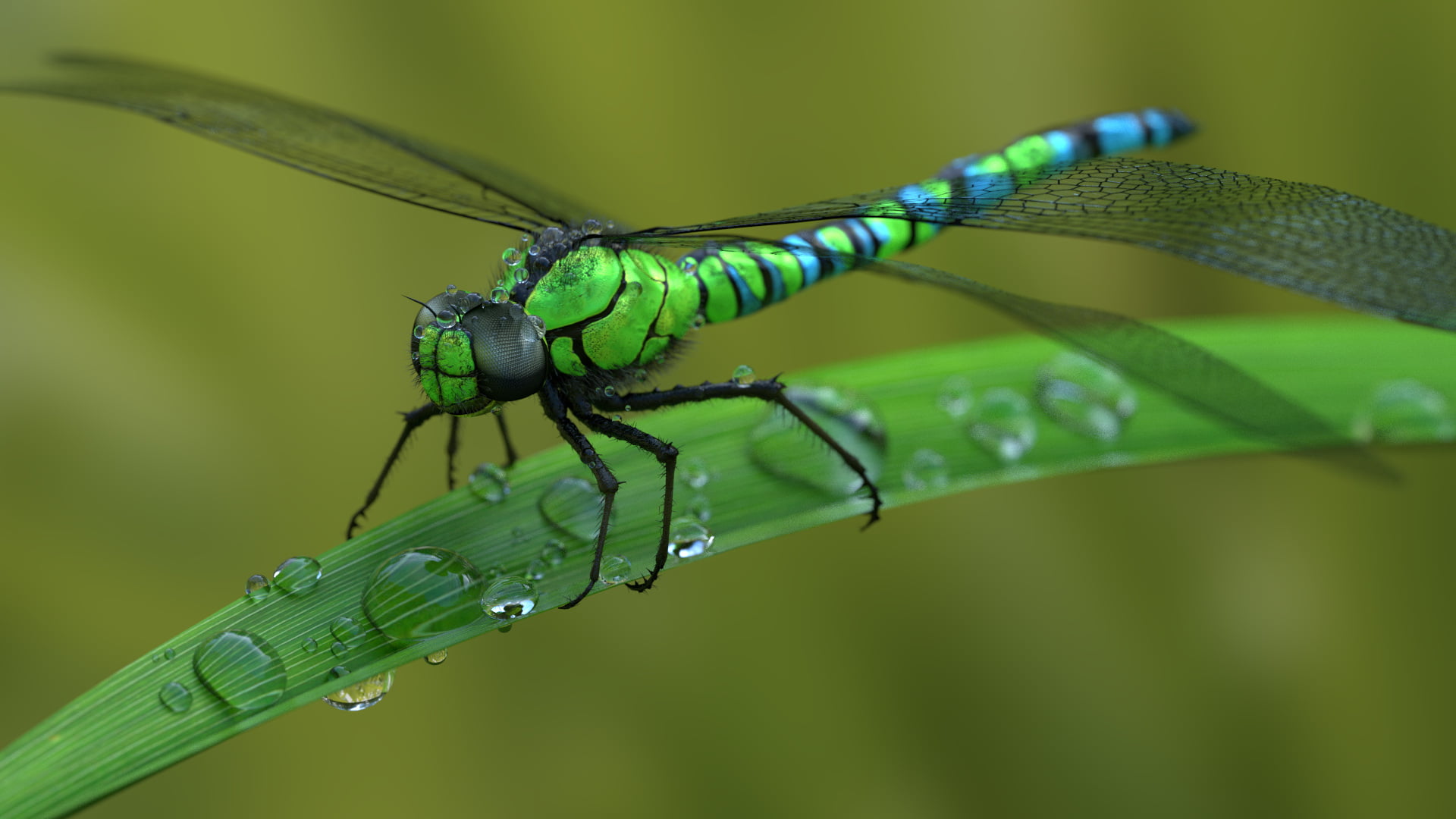 animals dragonflies macro water drops insect invertebrate 2k