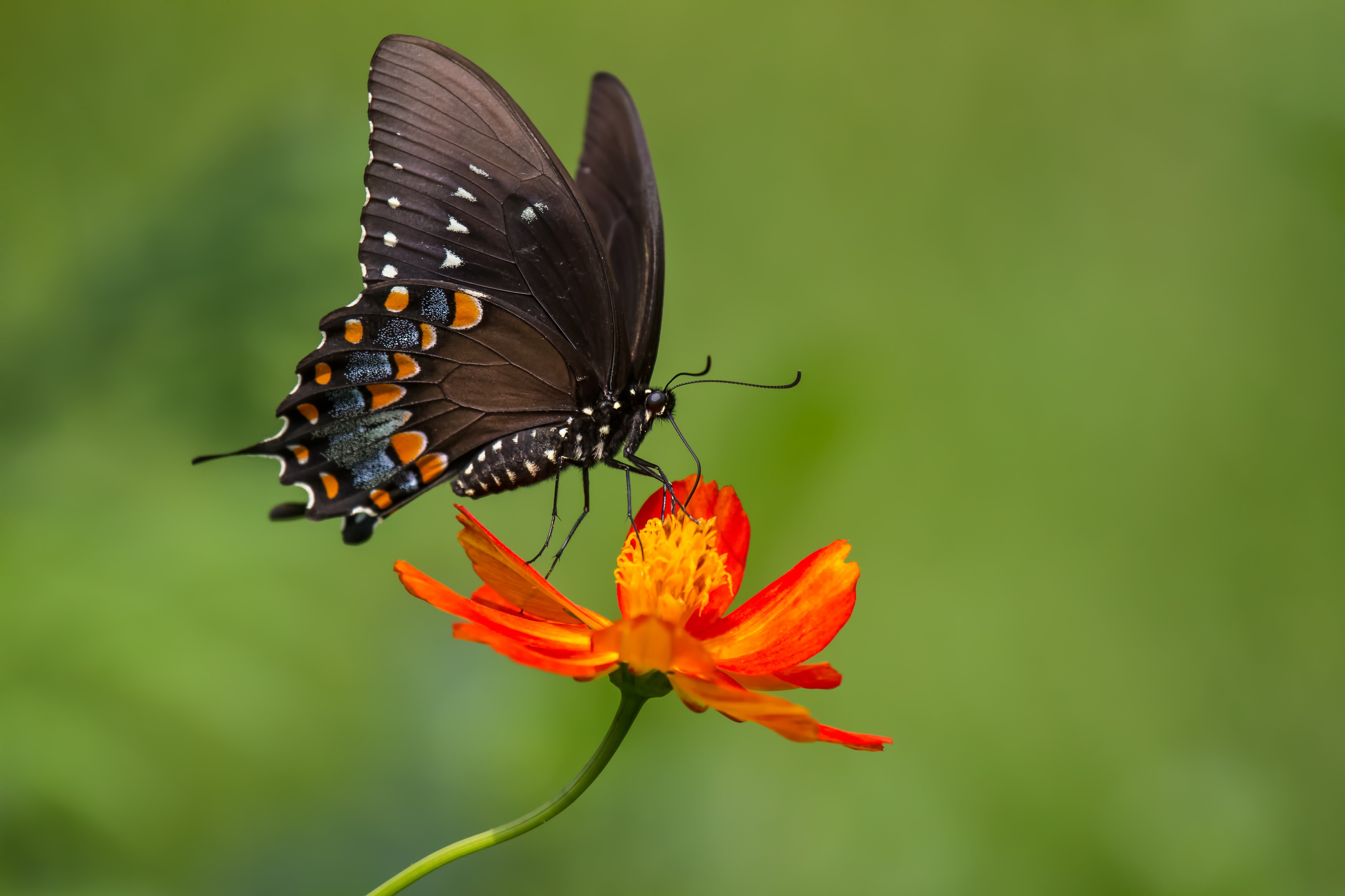 animals lepidoptera flowers plants macro butterfly 2k 4k 5k