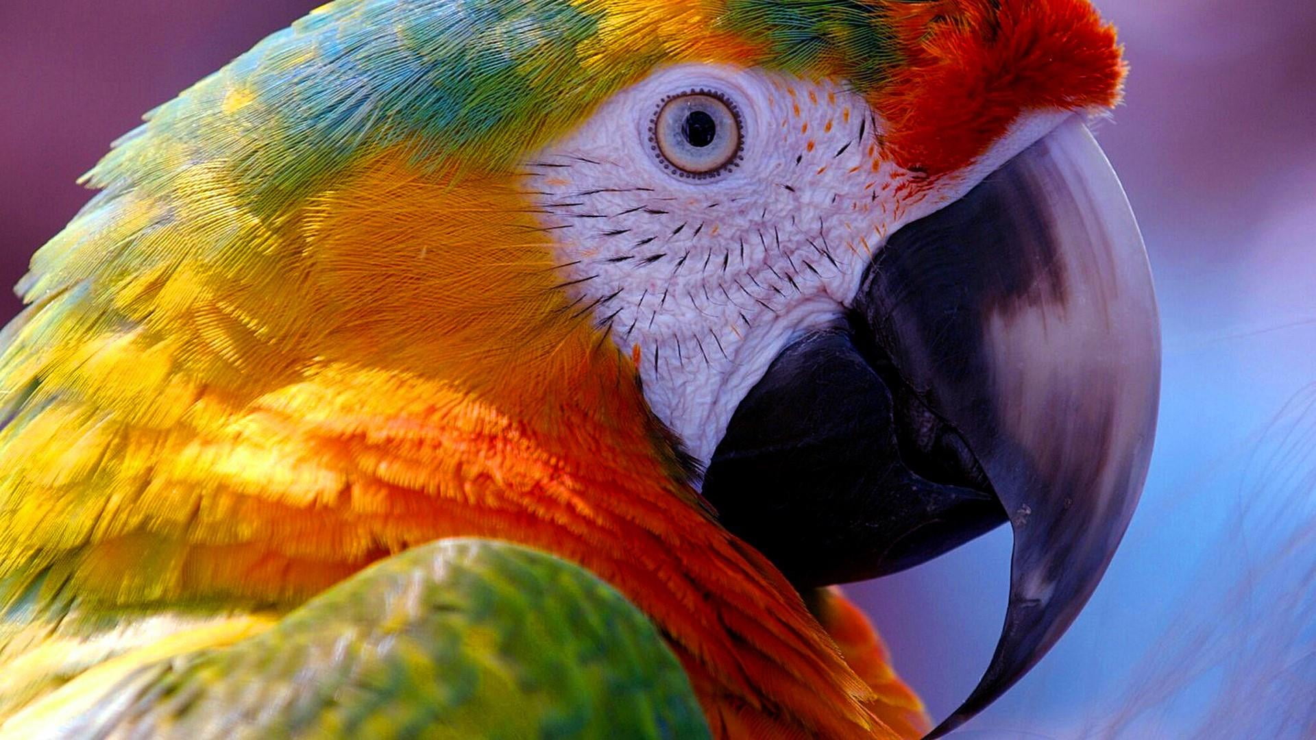 beak bird parrot macaw close up feather parakeet macro photography 2k