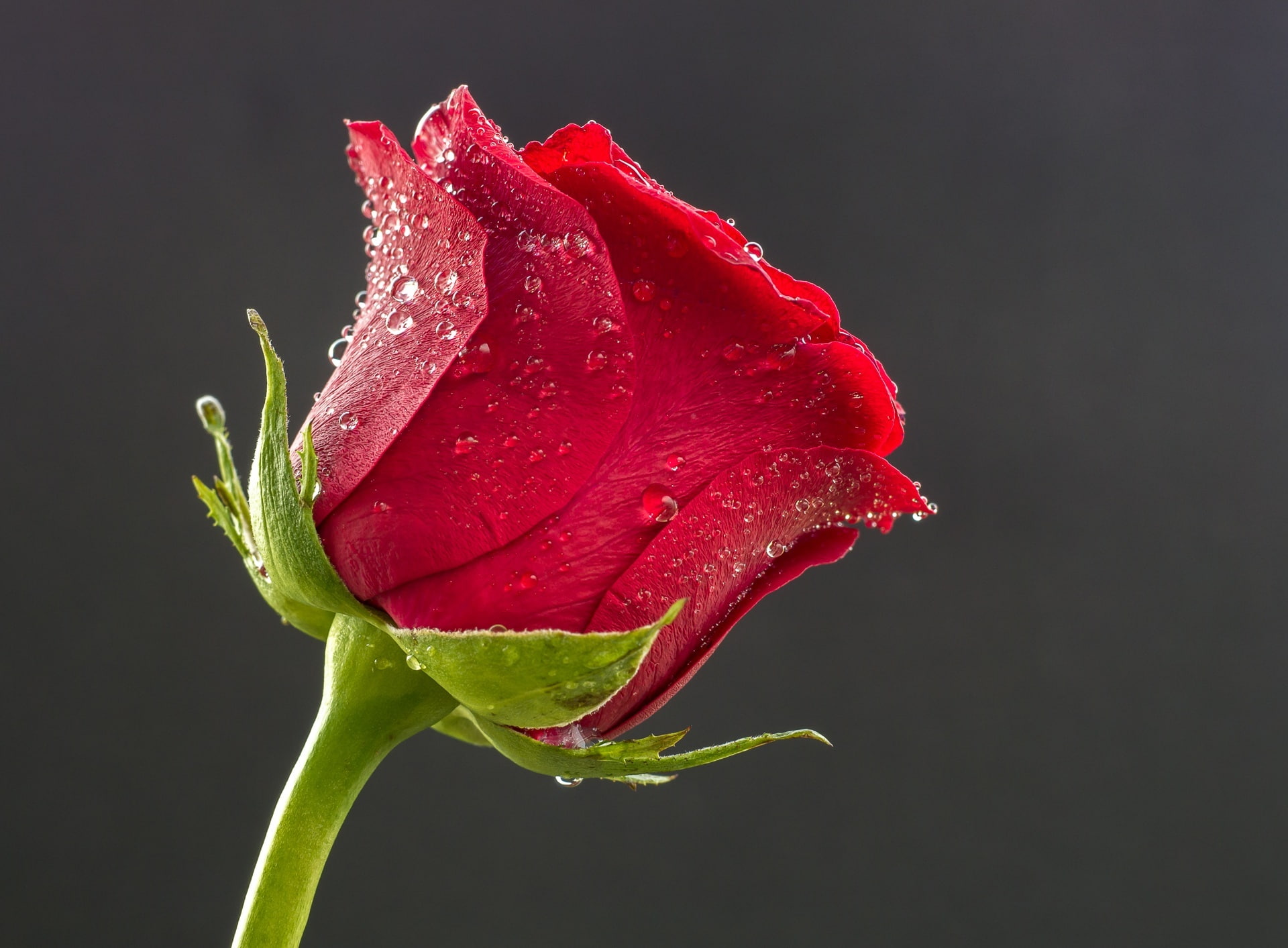 Beautiful Red Rose Drops of Water red rose Aero Macro Flower 2k