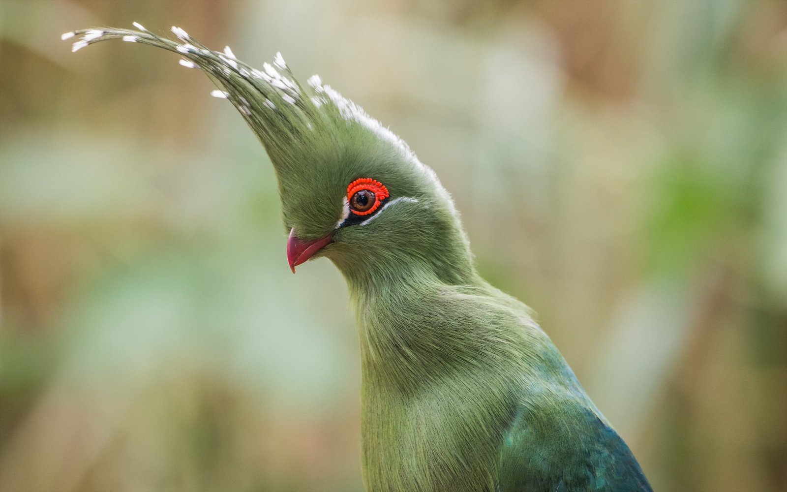 birds macro Turaco 2k