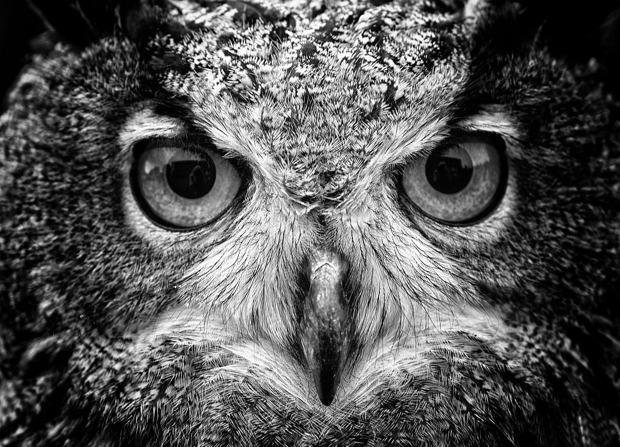 black and gray eagle grayscale photography of owl animals macro 2k