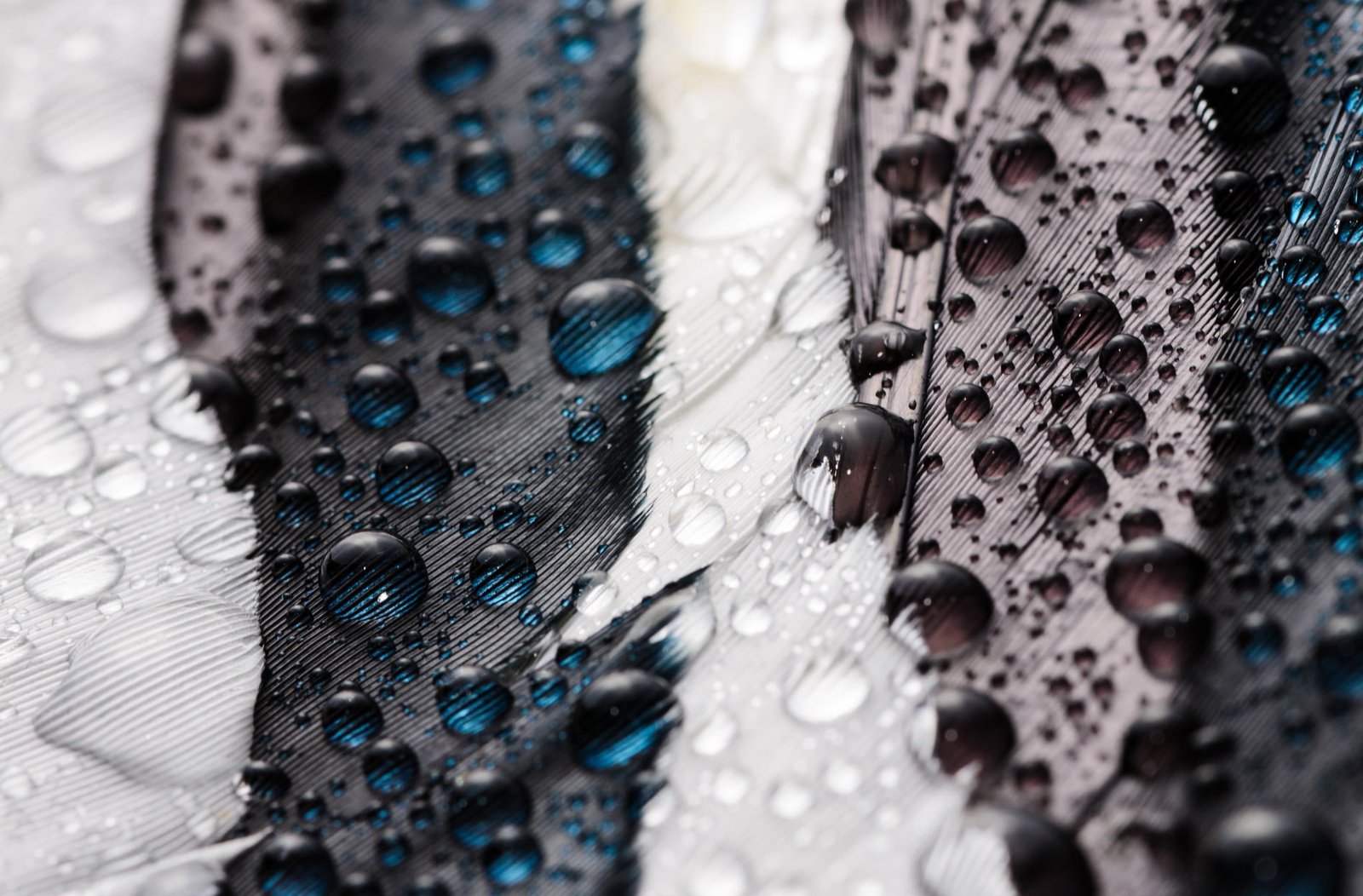black and white textile macro feathers water drops close up 2k