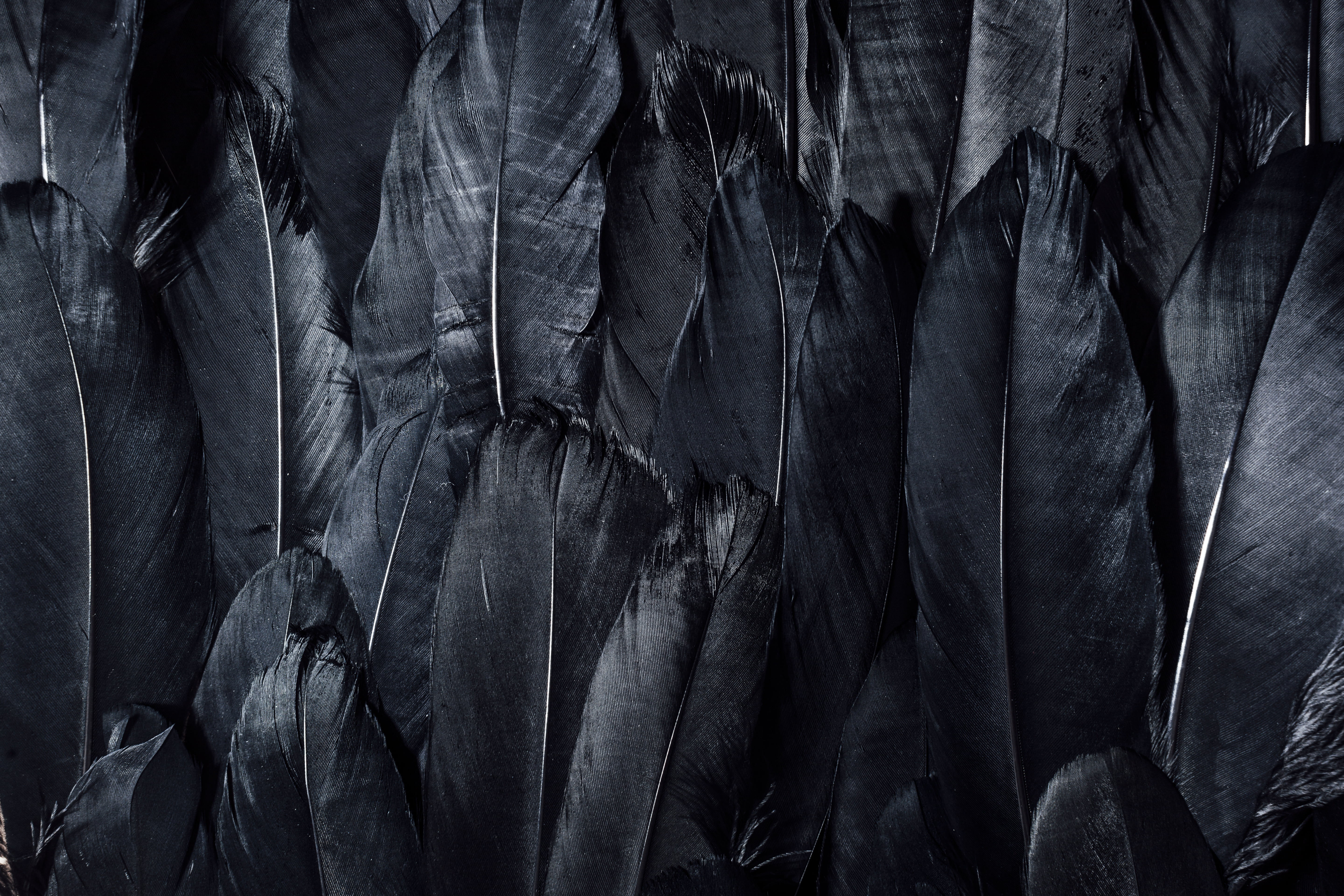 black feathers dark nature backgrounds pattern abstract 2k 4k 5k