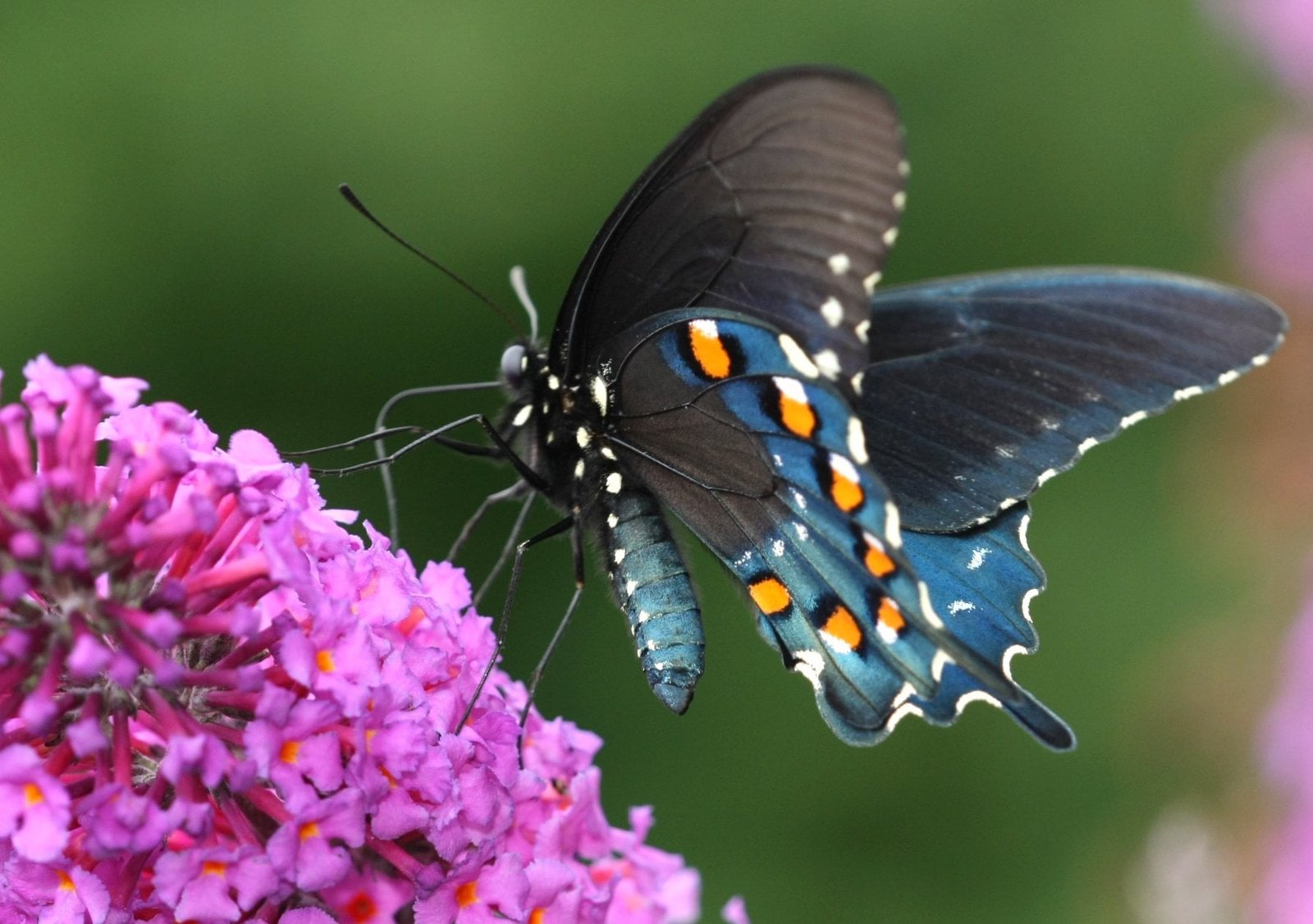blue and black butterfly in macro photography during daytime swallowtail 2k