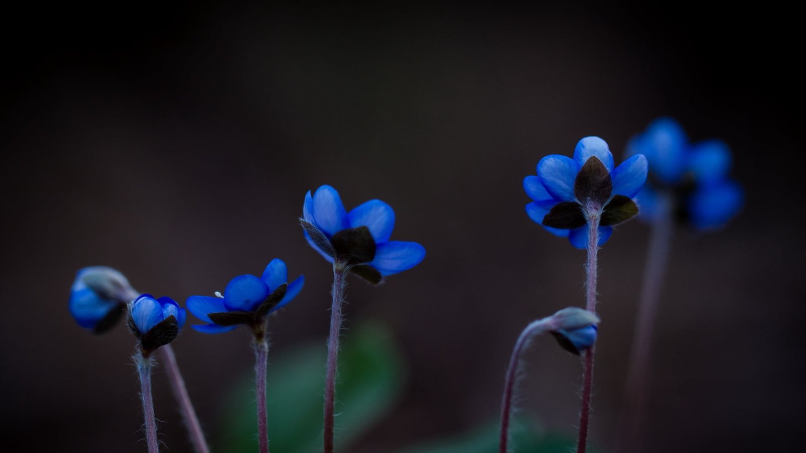 blue and white flower decor plants flowers nature macro 2k