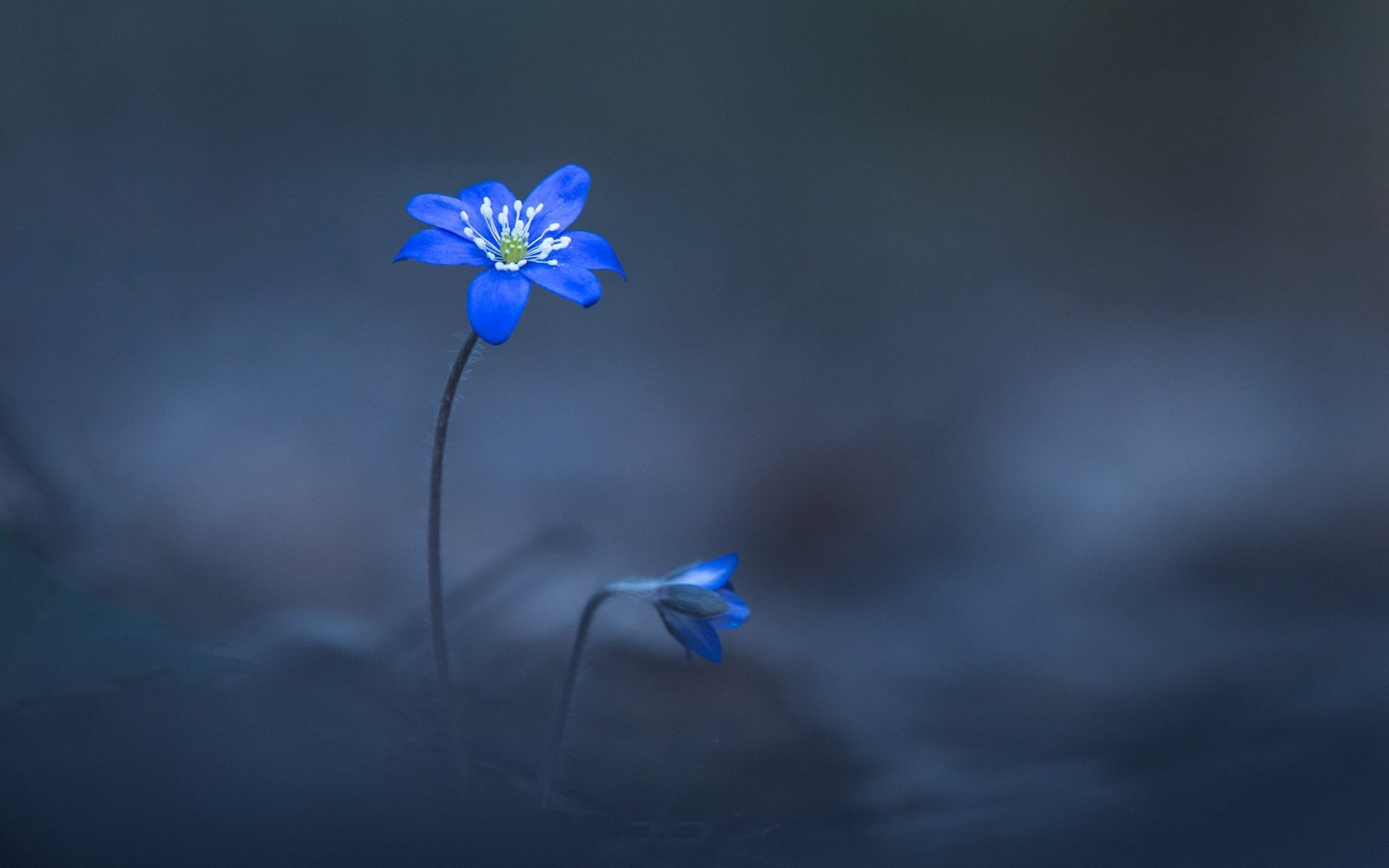 blue petaled flower two flowers selective focal photo plants 2k