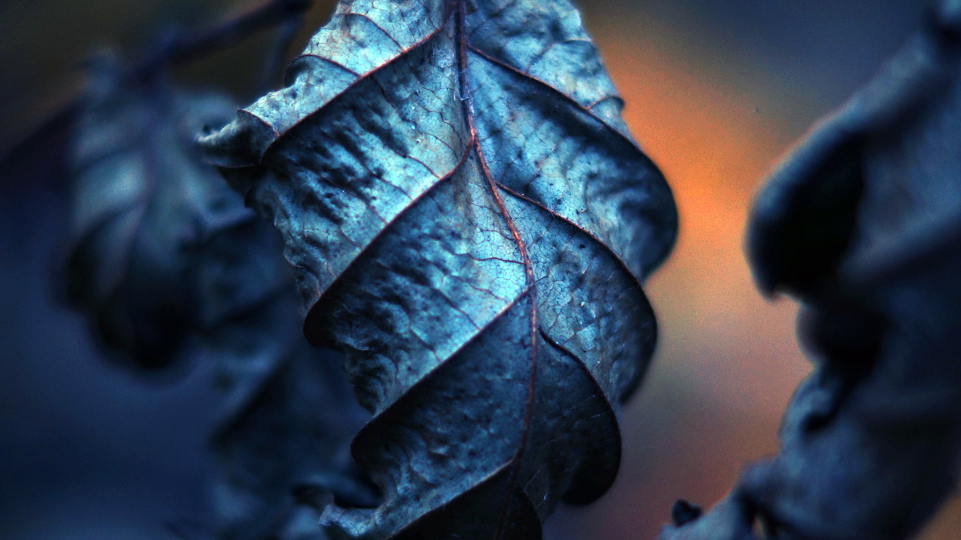 blue plant leaf photography leaves nature filter depth of field 2k