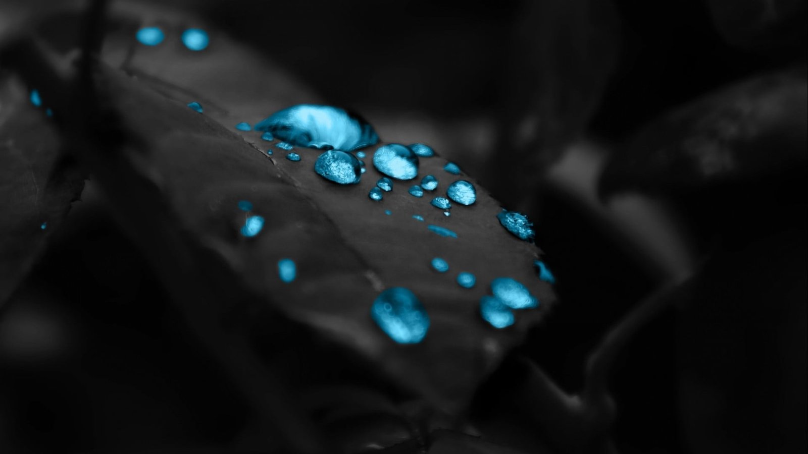 blue water dew wallpaper shallow focus photography of gemstone 44 2k